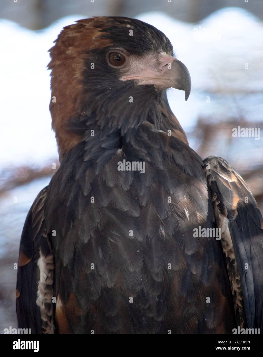 Large broad rounded wings hi-res stock photography and images - Alamy