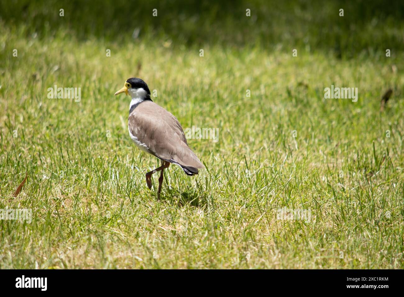 The Masked Lapwing is mainly white below, with brown wings and back and a black crown. Birds have large yellow wattles covering the face, Stock Photo