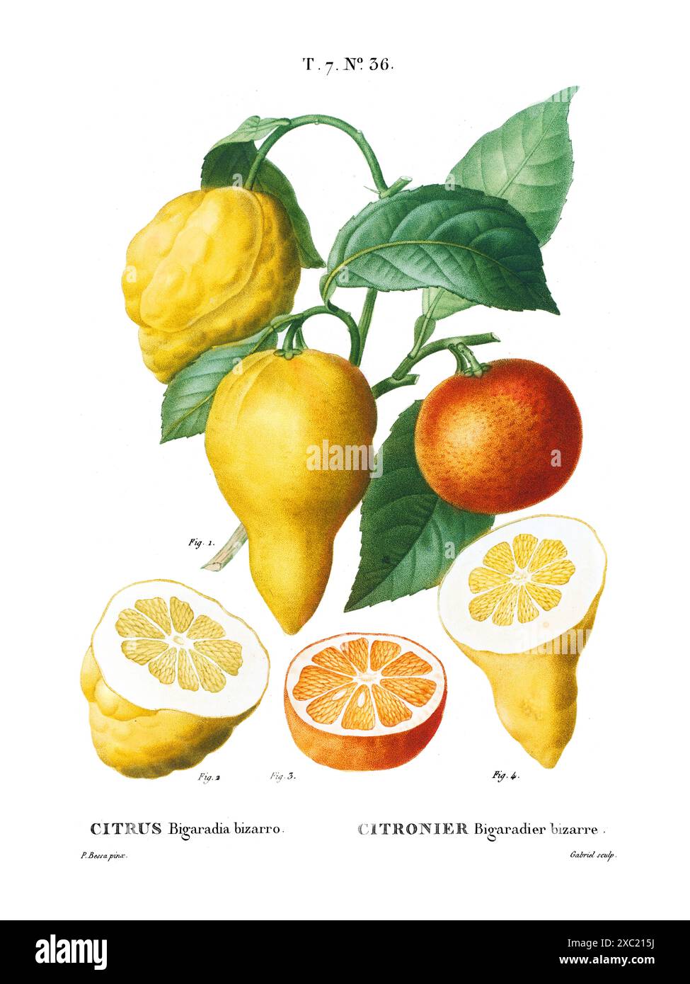 Citrus aurantium bigaradia hotsell