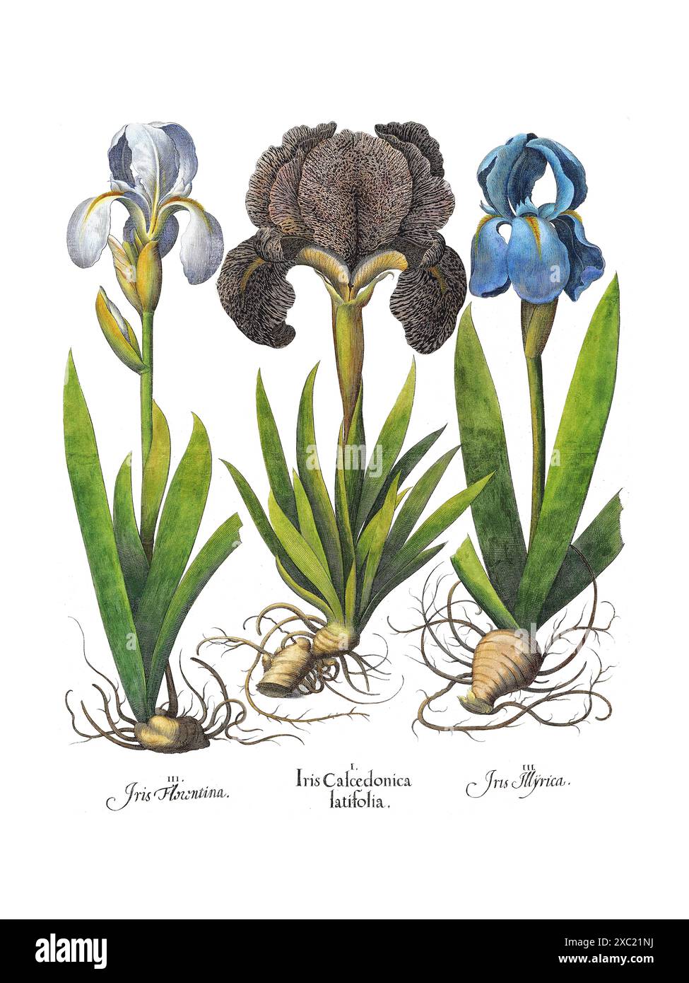 Colorful vintage botanical illustration of Irises from 17th-century German book Hortus Eystettensis by Basilius Besler Stock Photo