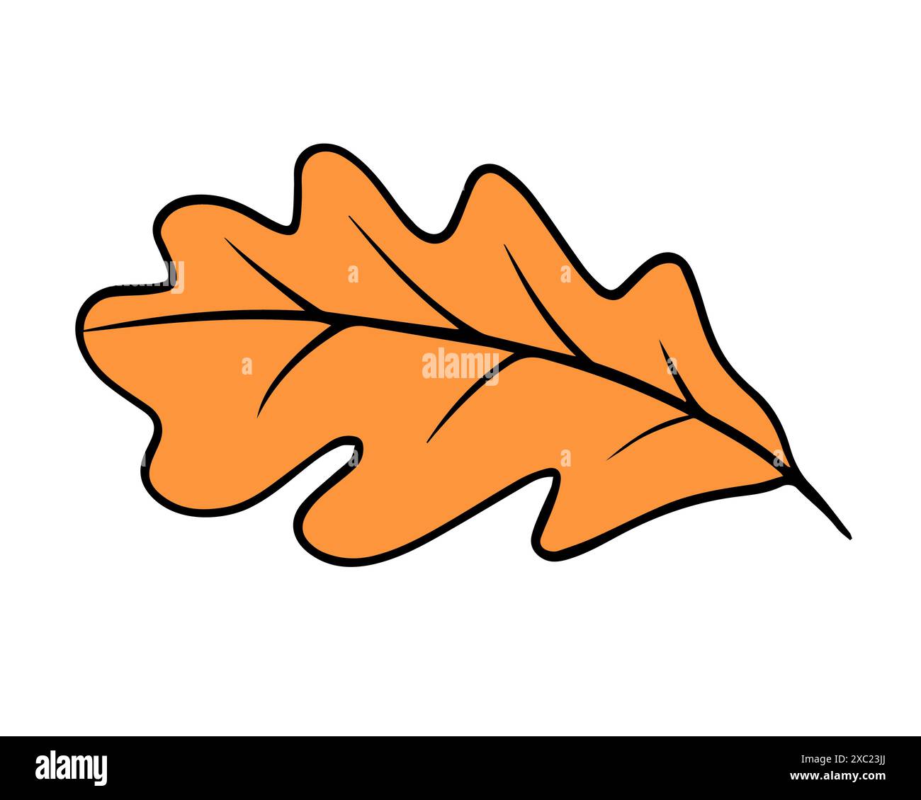 Pedunculate oak leaf Stock Vector Images - Alamy