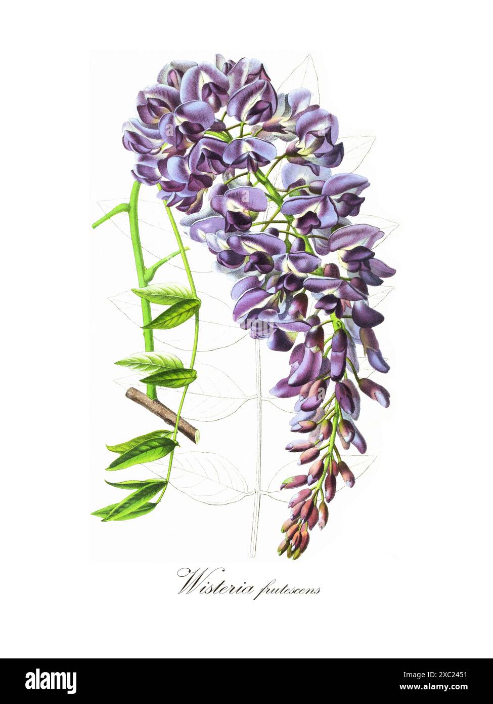 orchidee weie blten Orchidee Gent Wei  4er Set  Zimmerpflanzen mit weien Blten 
