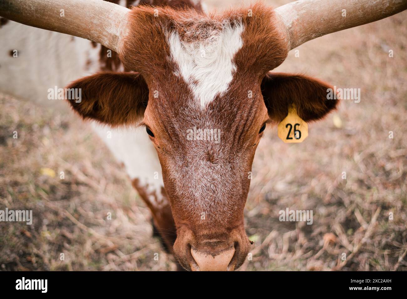 Tranquil Longhorn Cow Enjoying the Serene Central Texas Pasture Stock Photo