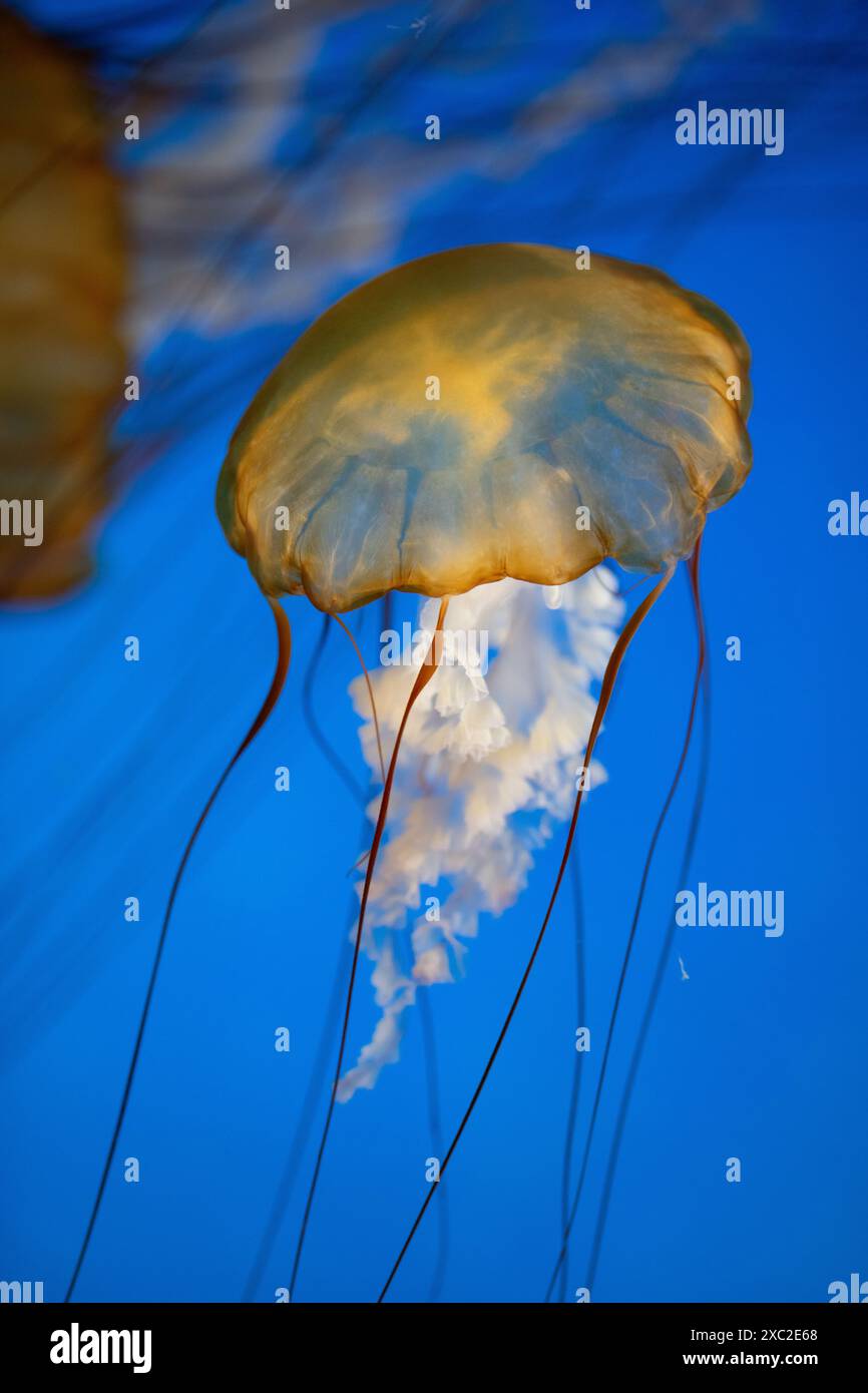 Golden jellyfish gracefully floating in deep blue water Stock Photo - Alamy