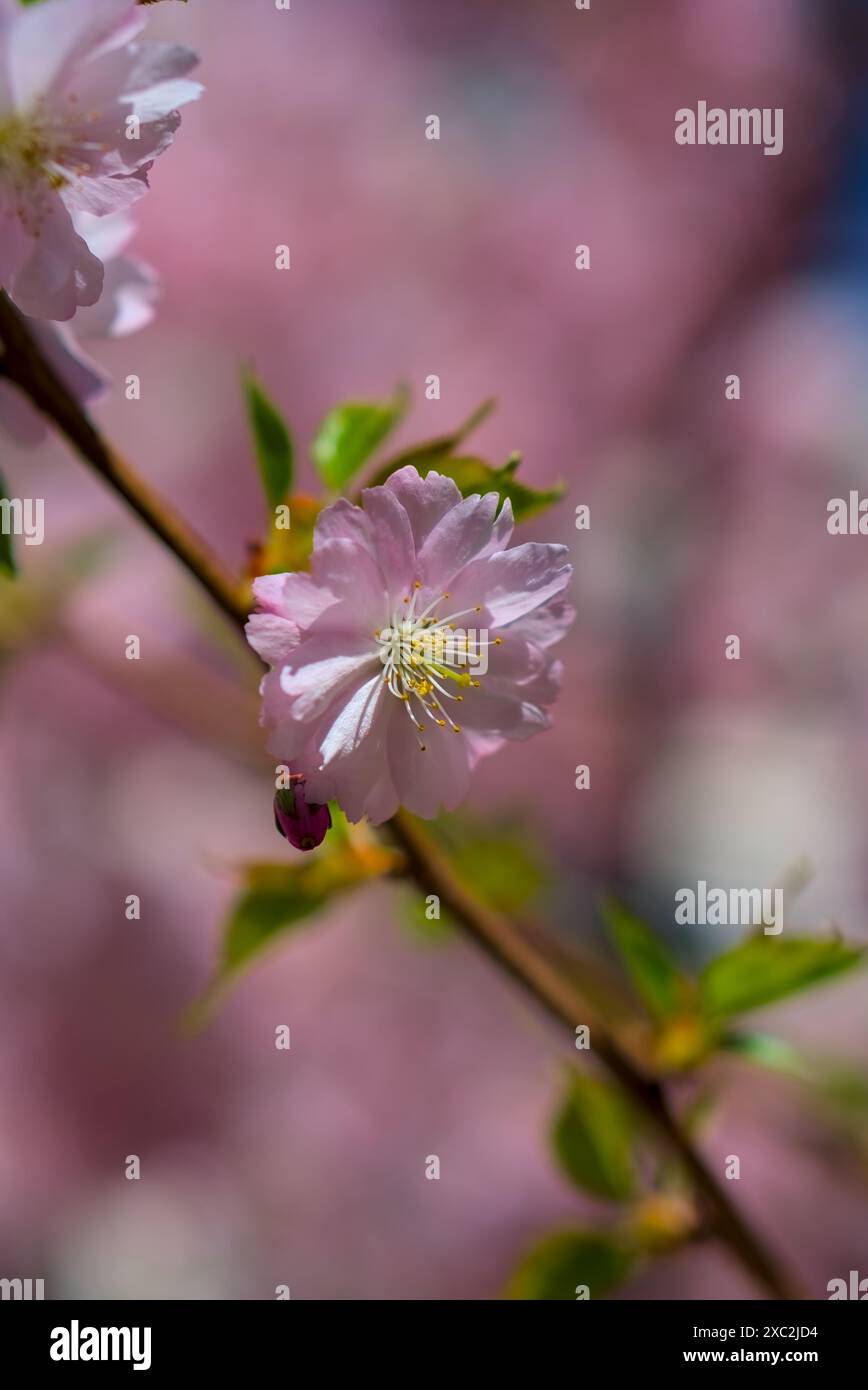 Soft focus cherry blossom sakura hi-res stock photography and images ...