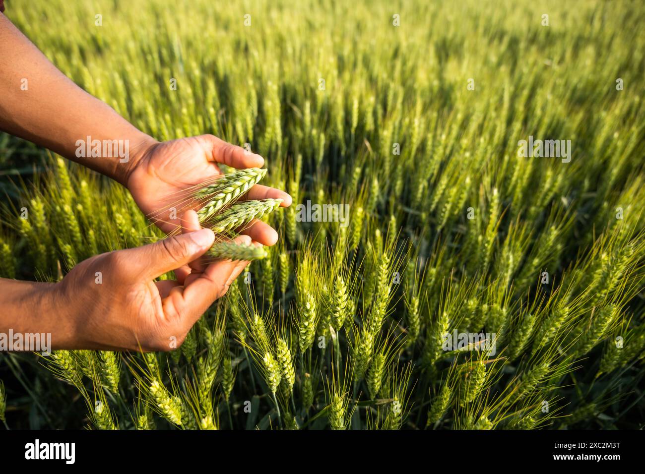 Close up image of farmer holding wheat in his hands Stock Photo - Alamy
