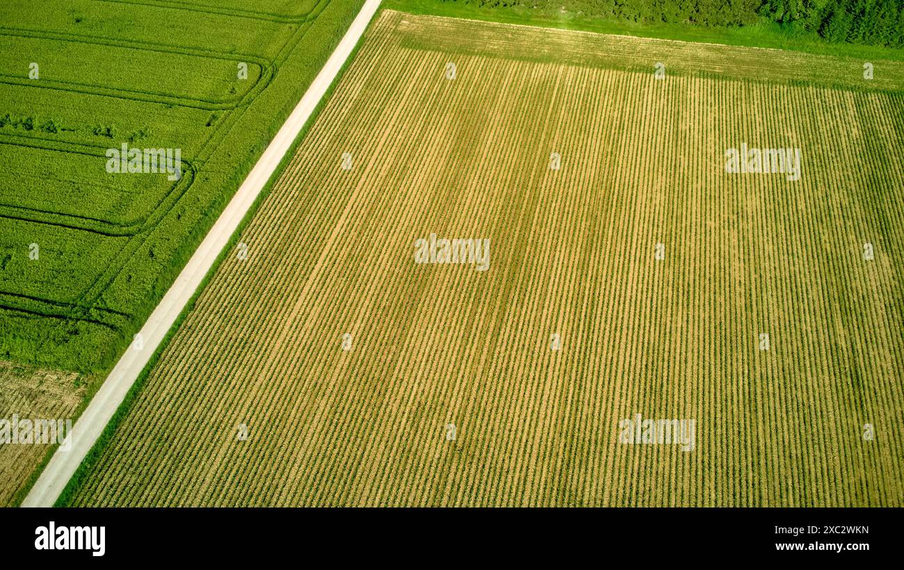 Weizenpflanzen hi-res stock photography and images - Alamy