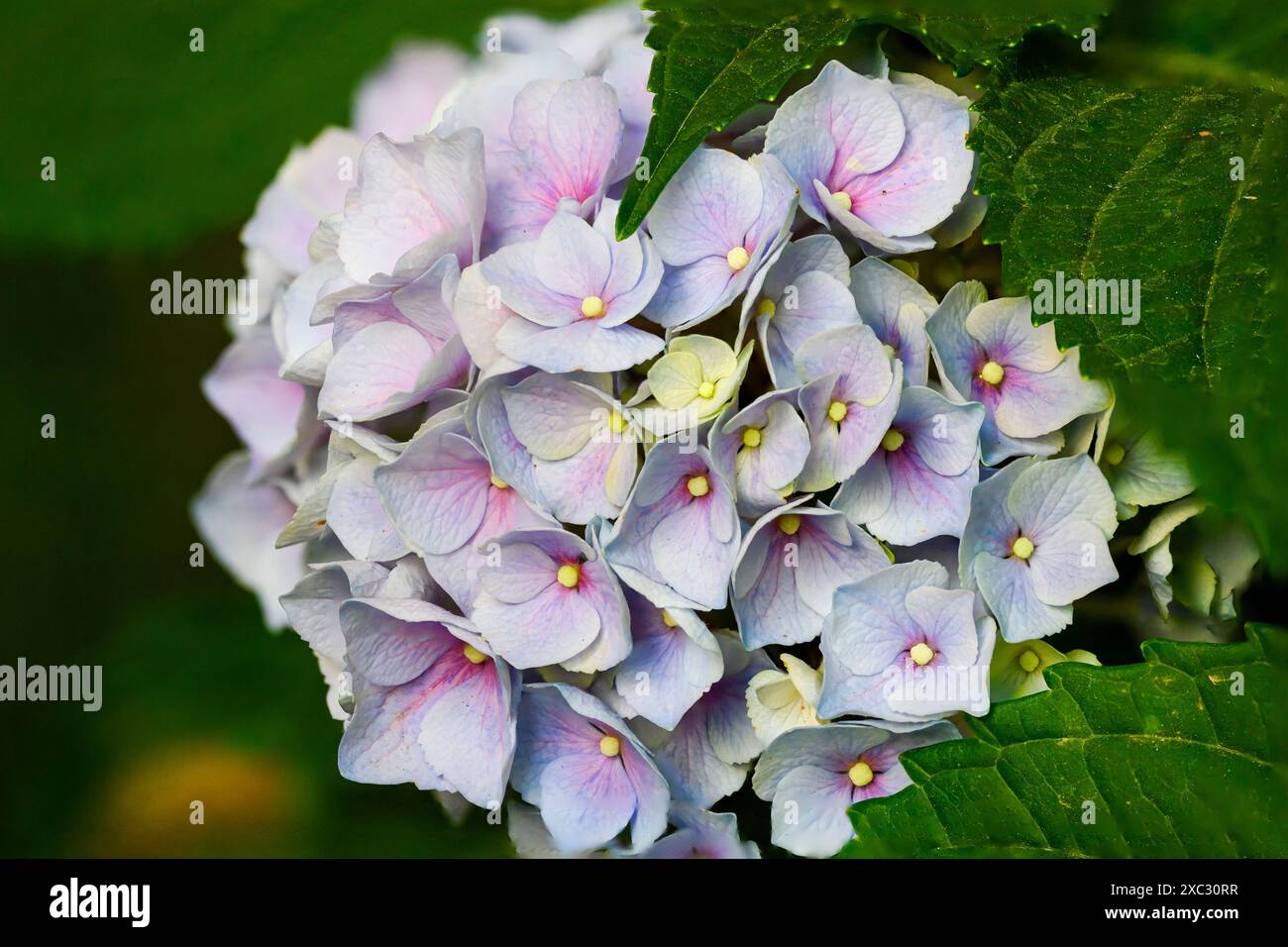 Hydrangea, commonly named the hortensia, is a genus of more than 70 ...