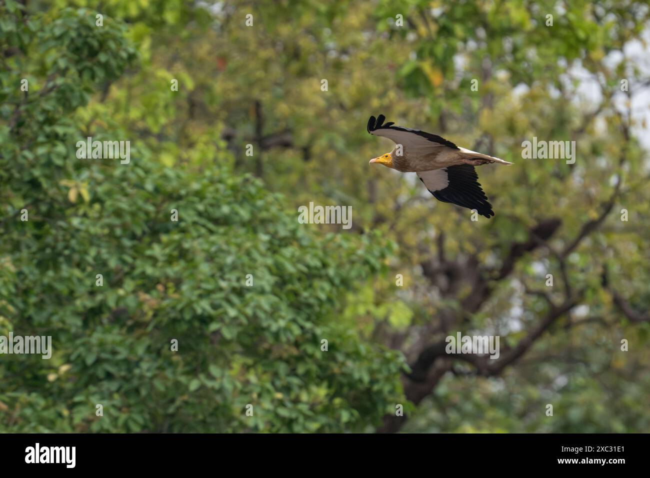 Egyptian vulture (Neophron percnopterus). This Old World vulture is widely distributed from southwestern Europe and northern Africa to India. Photogra Stock Photo