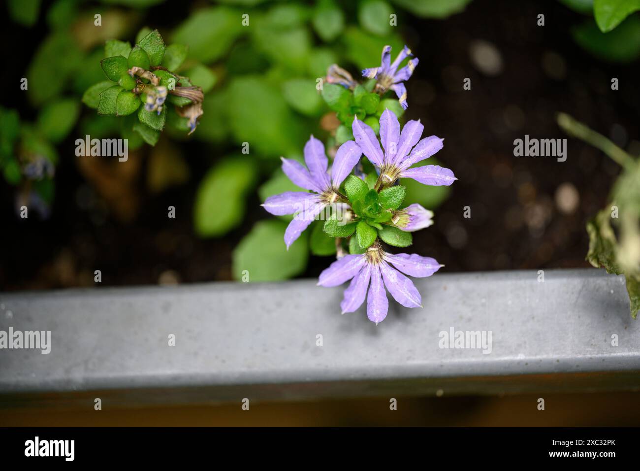 Scaevola aemula, commonly known as the fairy fan-flower or common fan ...