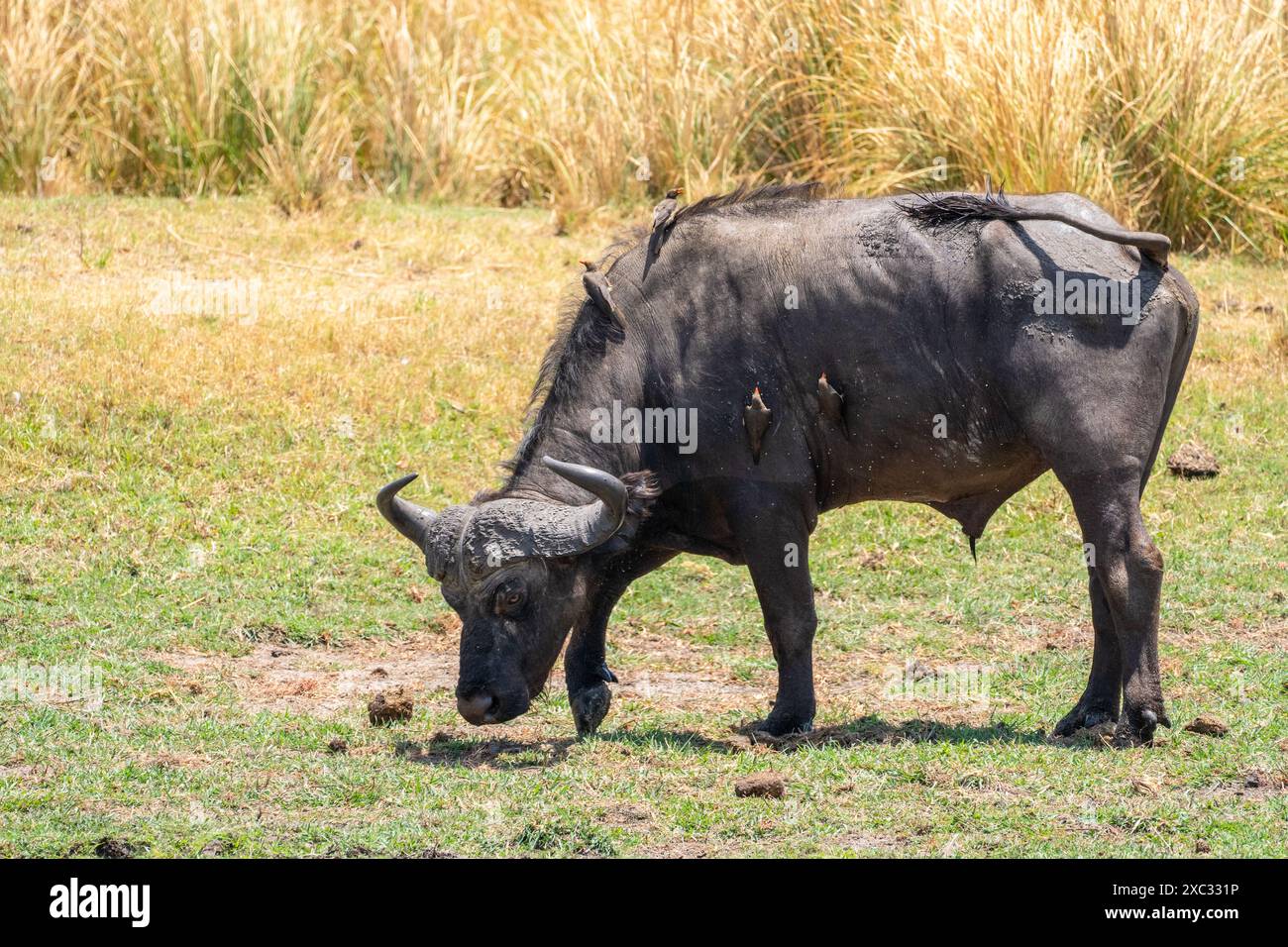 An African Buffalo or Cape Buffalo (Syncerus caffer) with Yellow-billed Oxpecker (Buphagus africanus) birds on its back Stock Photo