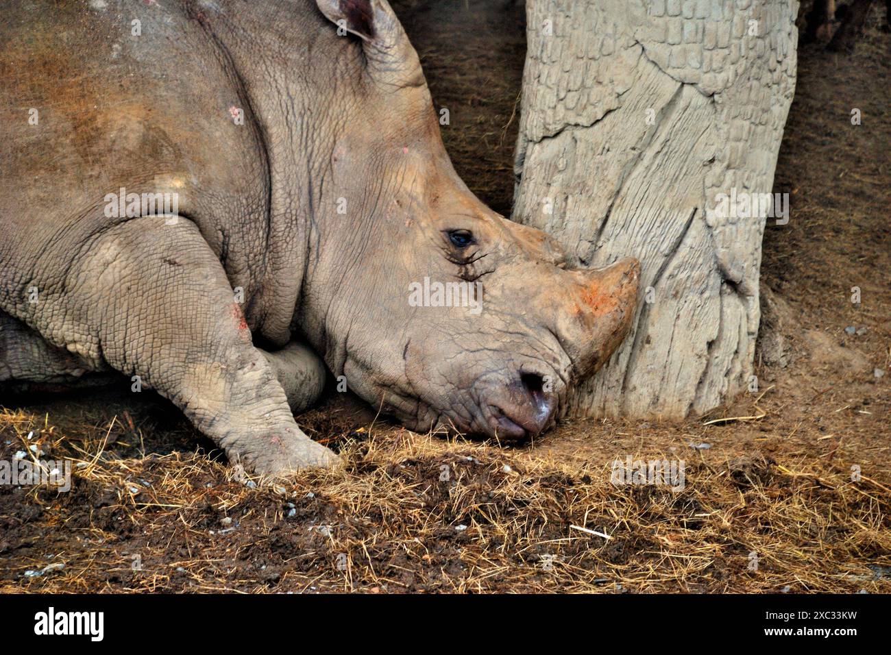 Open Zoo in Safari Park, is one of the main park in Safari World, a ...