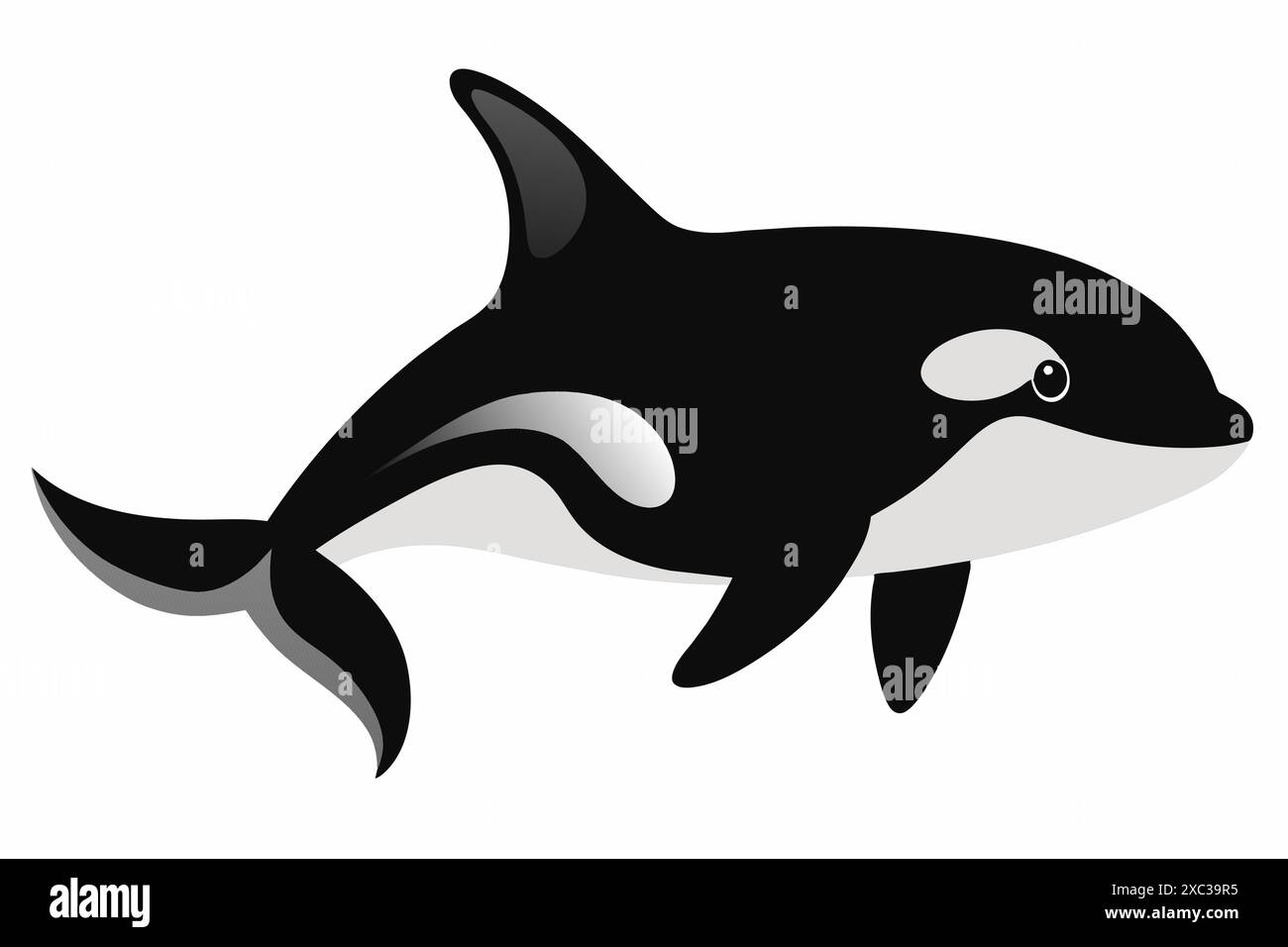 Black and white killer whale isolated on a white background. Concept of ...
