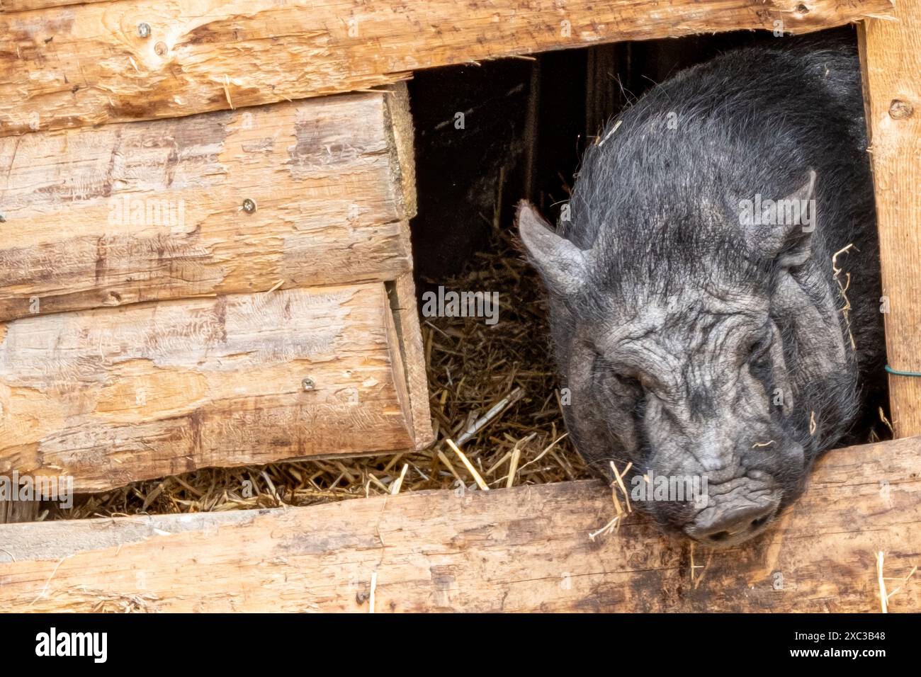 Black pot-bellied pig looks out of the barn window Stock Photo