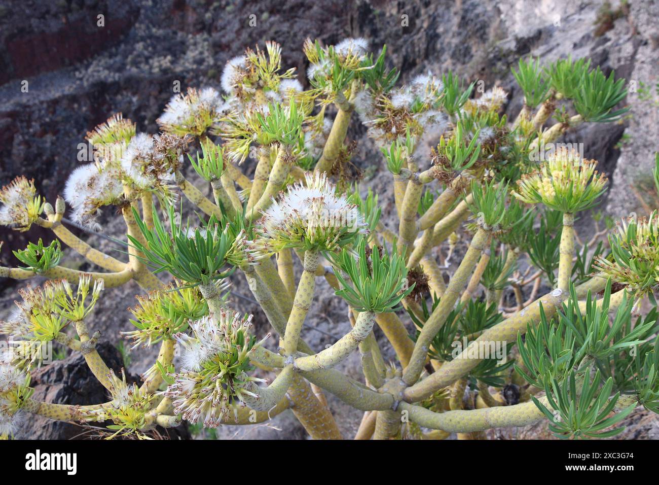 chinese fringe plant Chinese Fringe-Flower | Jazz Hands Variegated