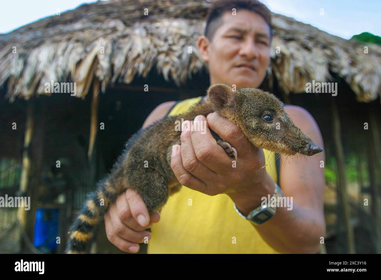 Suriname, Tepu. An indian of the Trio tribe shows a South American ...