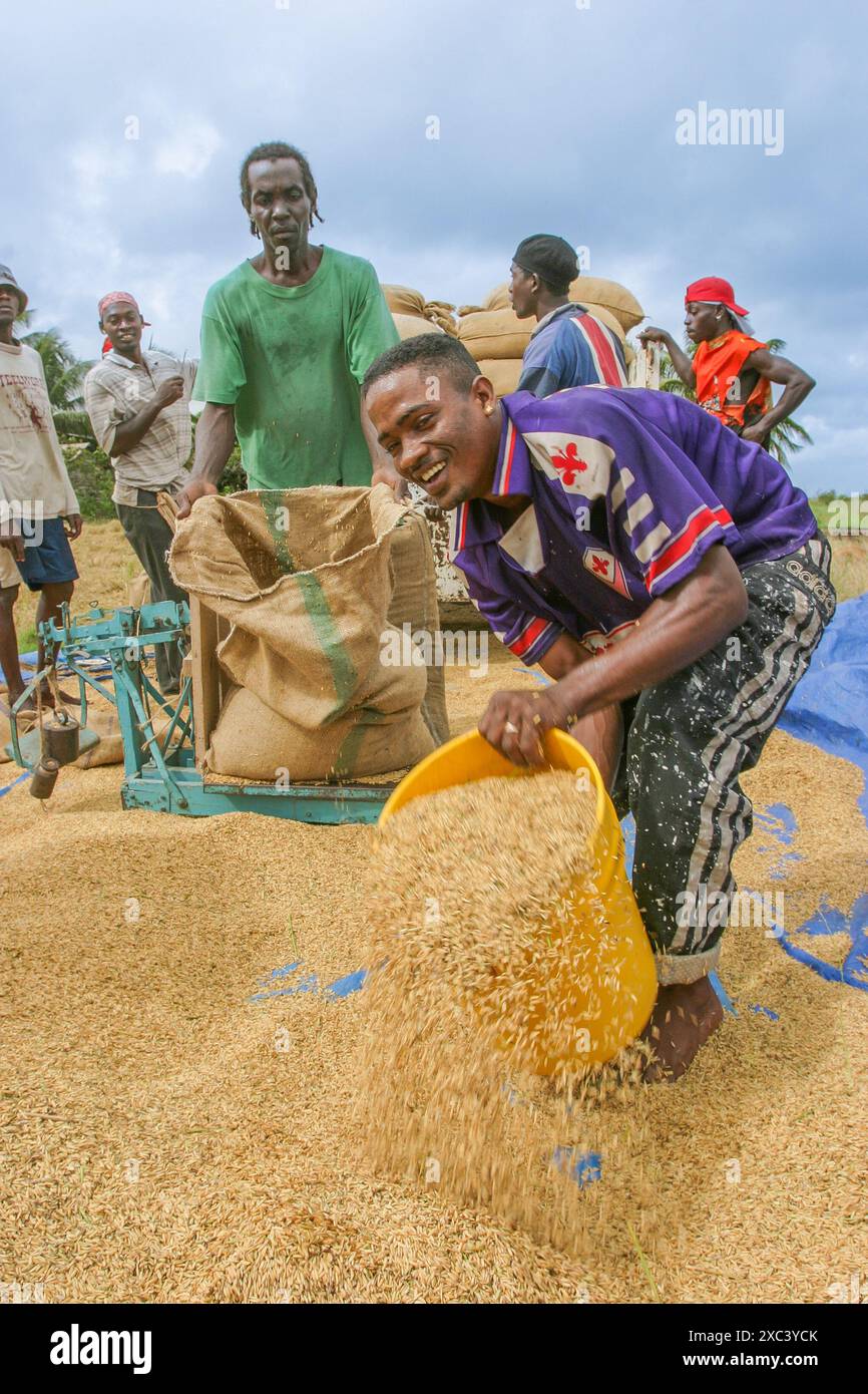 Nickerie Farmers Diversify Beyond Rice Suriname Future Trends in Surinamese Agriculture