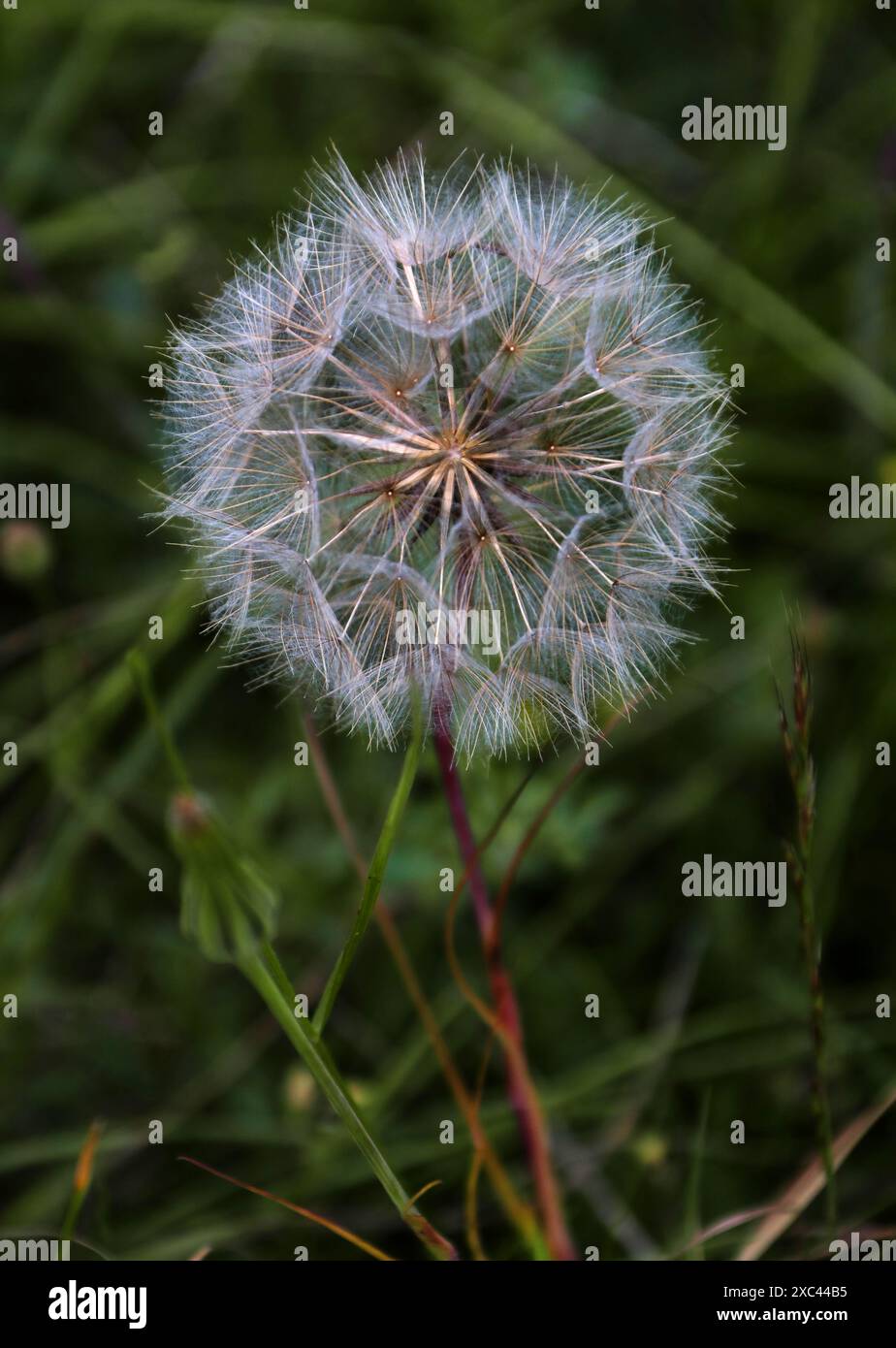 Seedhead of Jack-go-to-bed-at-noon, Meadow Salsify, Showy Goat's-beard or Meadow Goat's-beard, Tragopogon pratensis, Asteraceae.  Dunstable Downs. Stock Photo