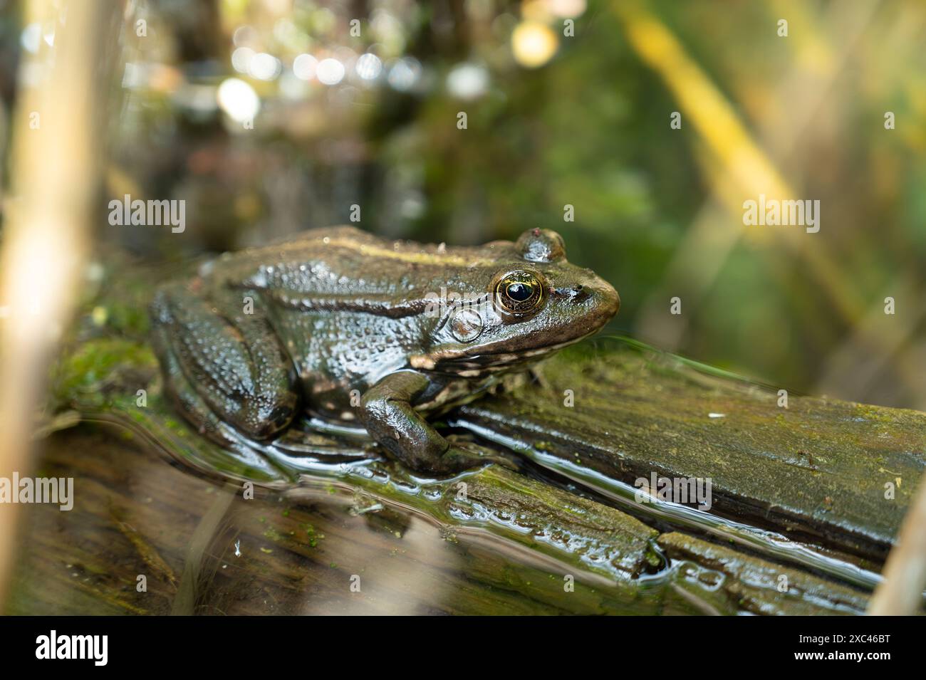 Aga toad, bufo marinus sitting on a tree log, amphibian inhabitant in ...