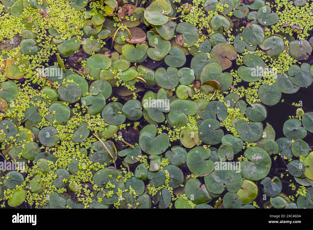 Hydrocharis morsus-ranae, frogbit, is a flowering plant belonging to the genus Hydrocharis in the family Hydrocharitaceae. It is a small floating plan Stock Photo