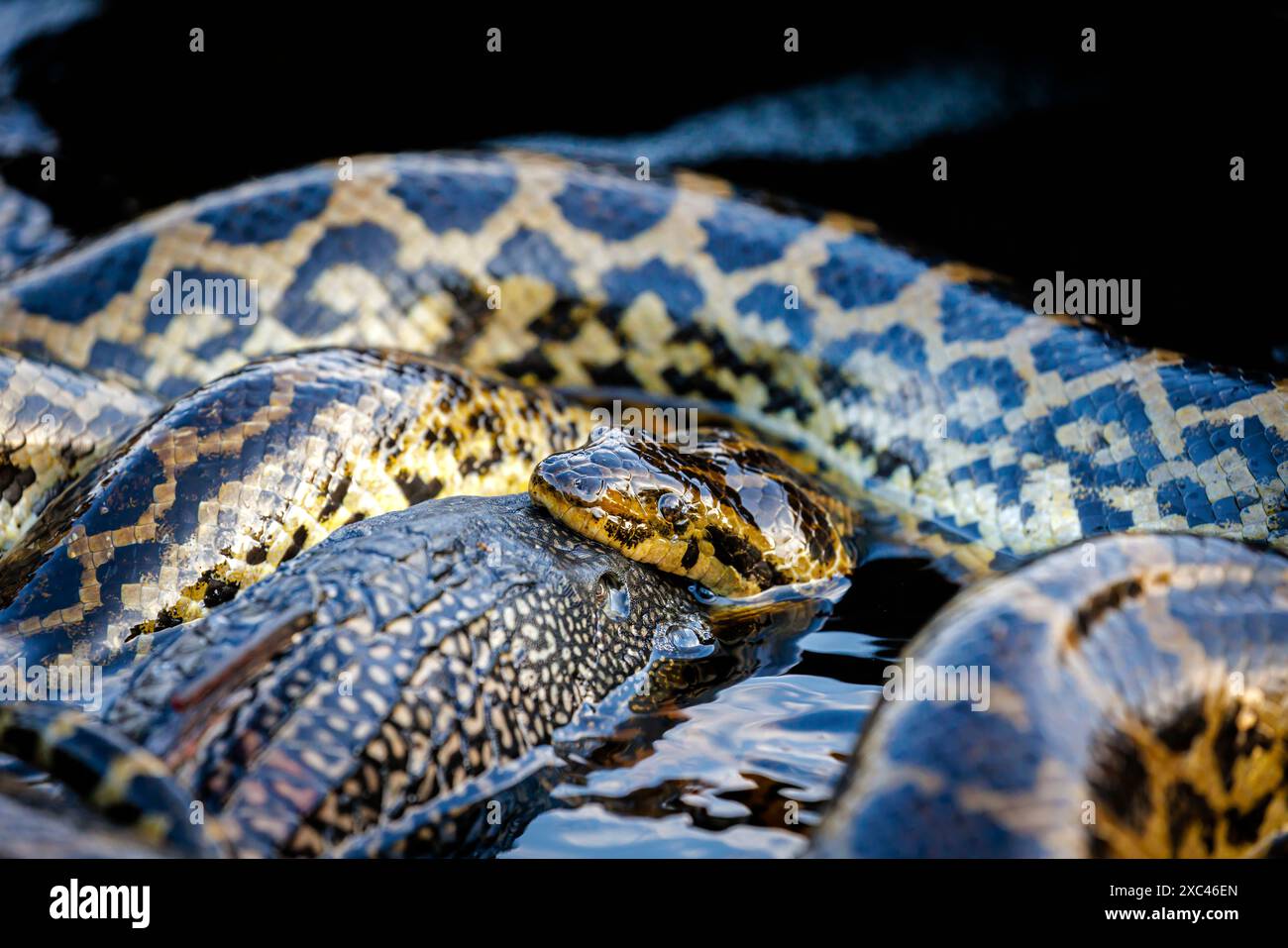 A yellow anaconda (Eunectes notaeus) devours its prey, a large fish ...