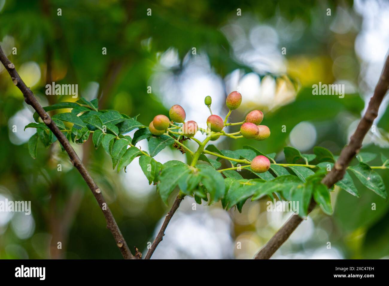 Curry tree fruit hi-res stock photography and images - Alamy