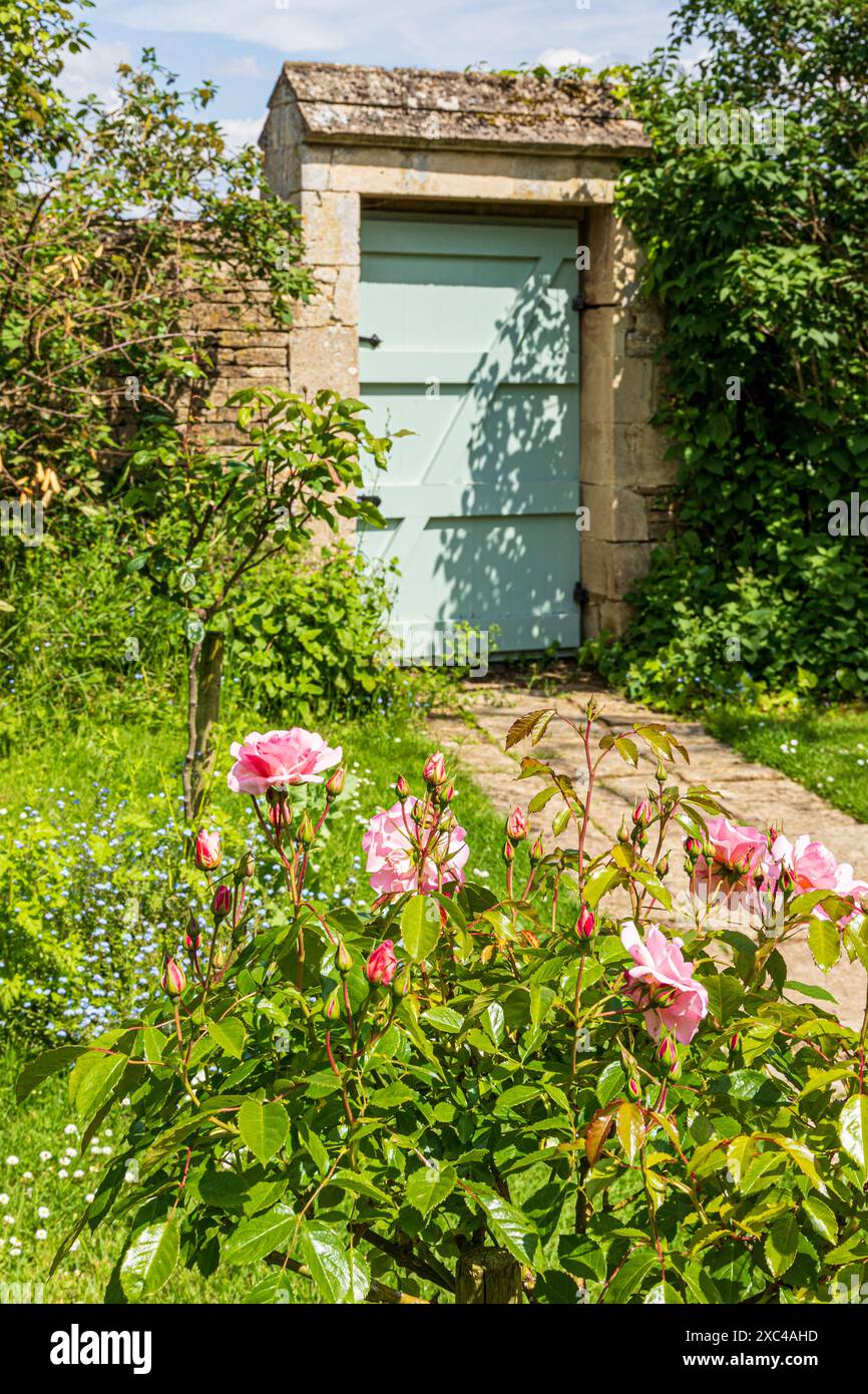 A pink standard rose in the garden at Kelmscott Manor, home of William ...