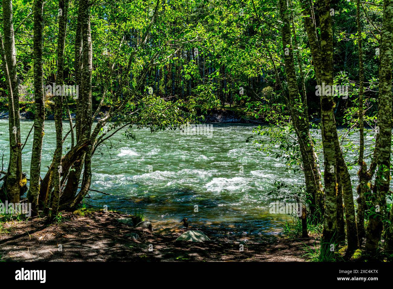 Trees line the White River near HIghway 410 in Washington State Stock ...