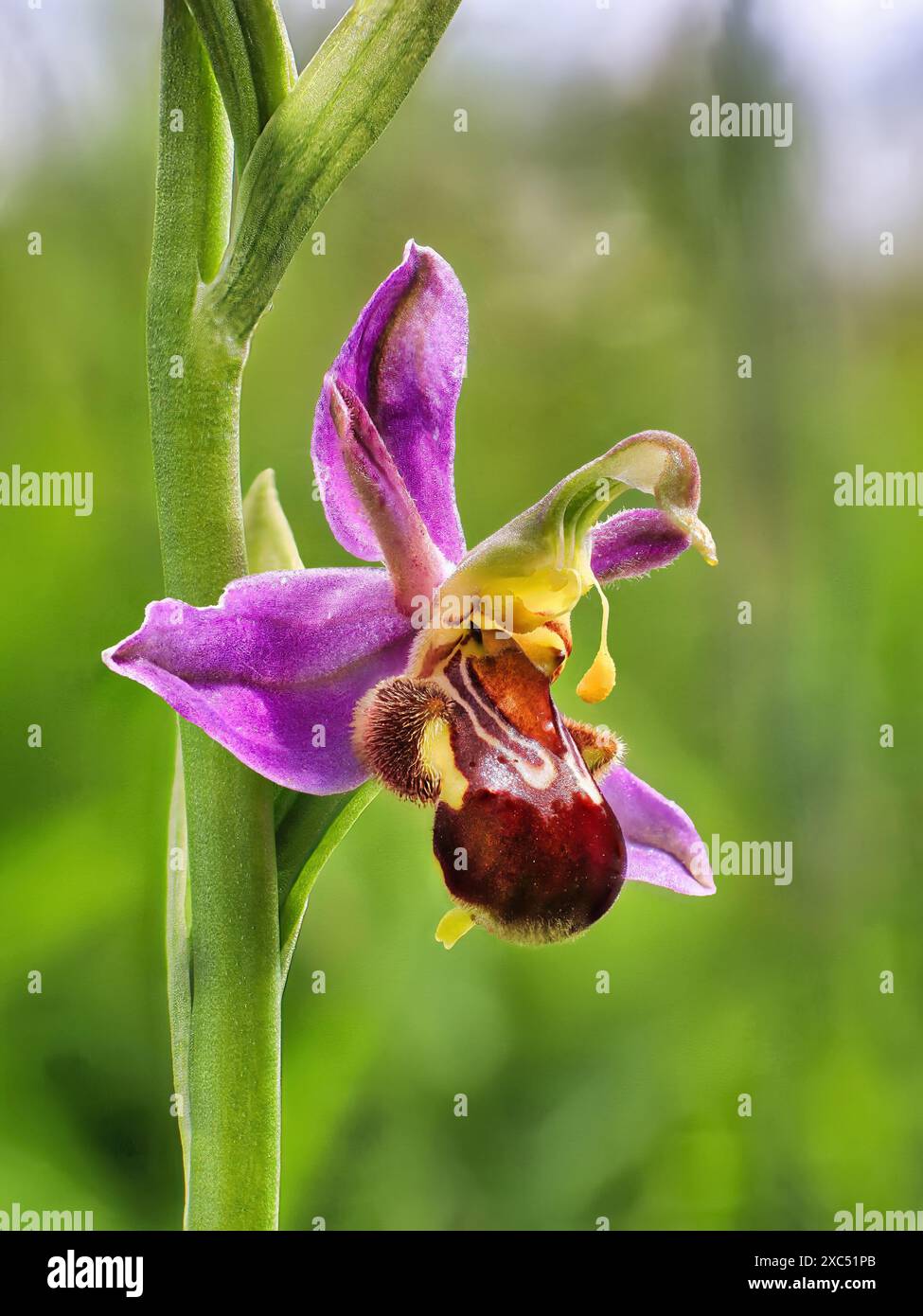 Bee Orchid in Springtime Stock Photo
