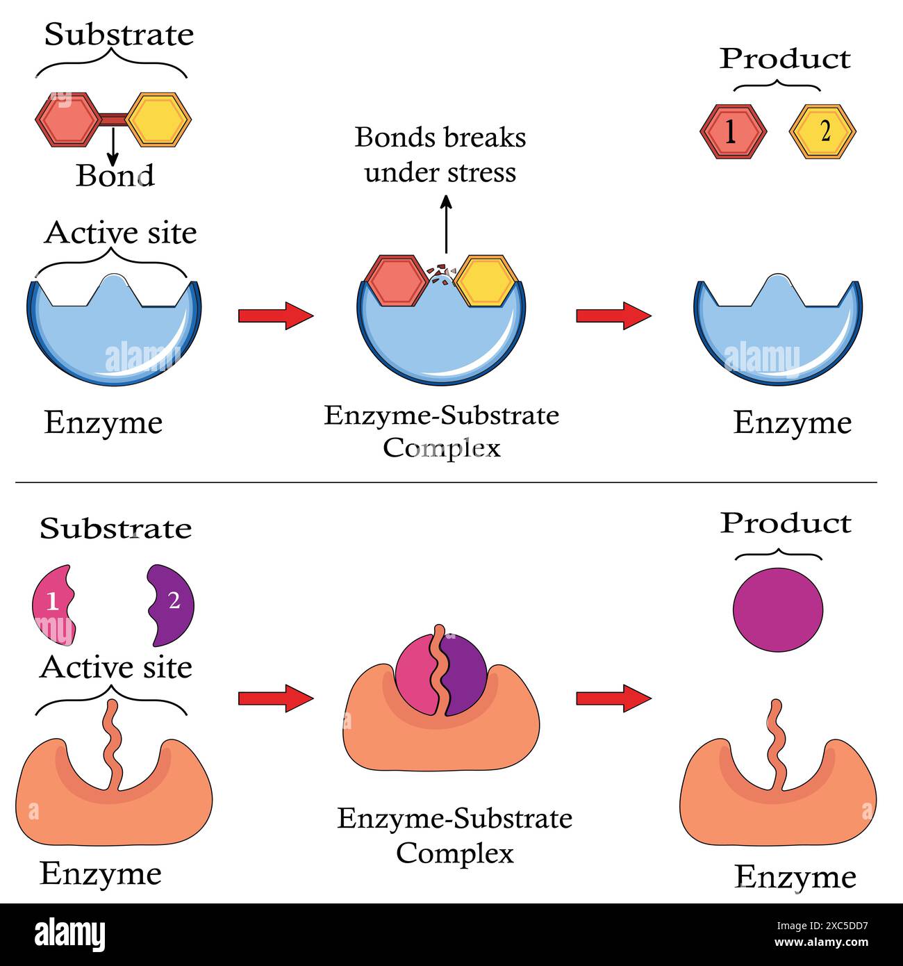 Mechanism of Action of Enzymes. Substrate reactants enter active site ...