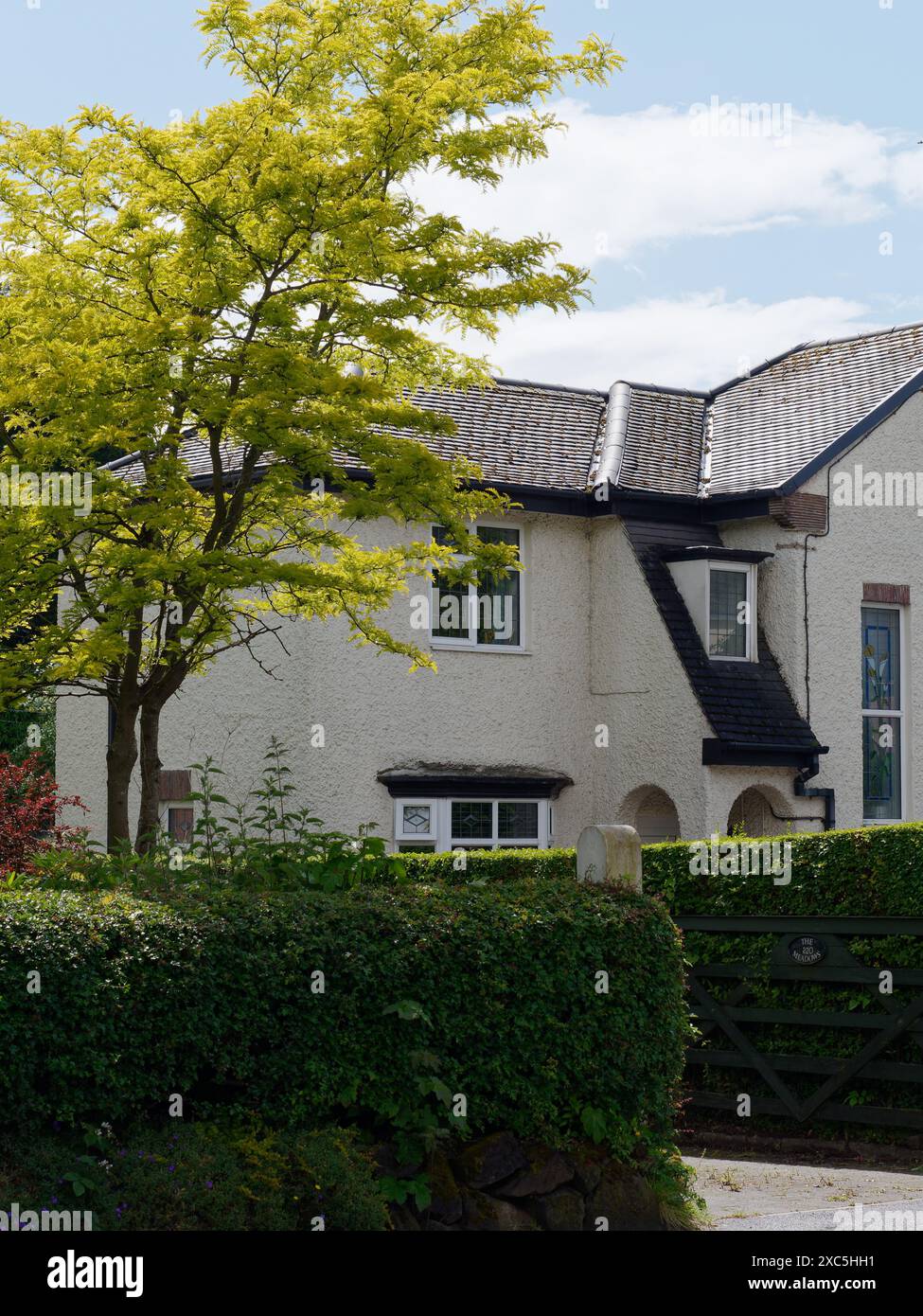 Quaint old house with cream render, large hedge and tree in Blythe Bridge, Stoke on Trent, Staffordshire. June 14, 2024 Stock Photo