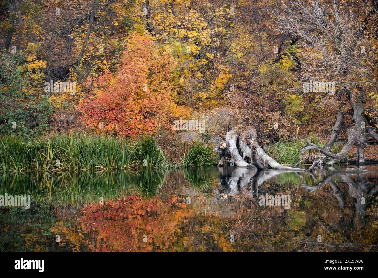 Nature's palette in vibrant autumn colors with mirror reflection on the ...
