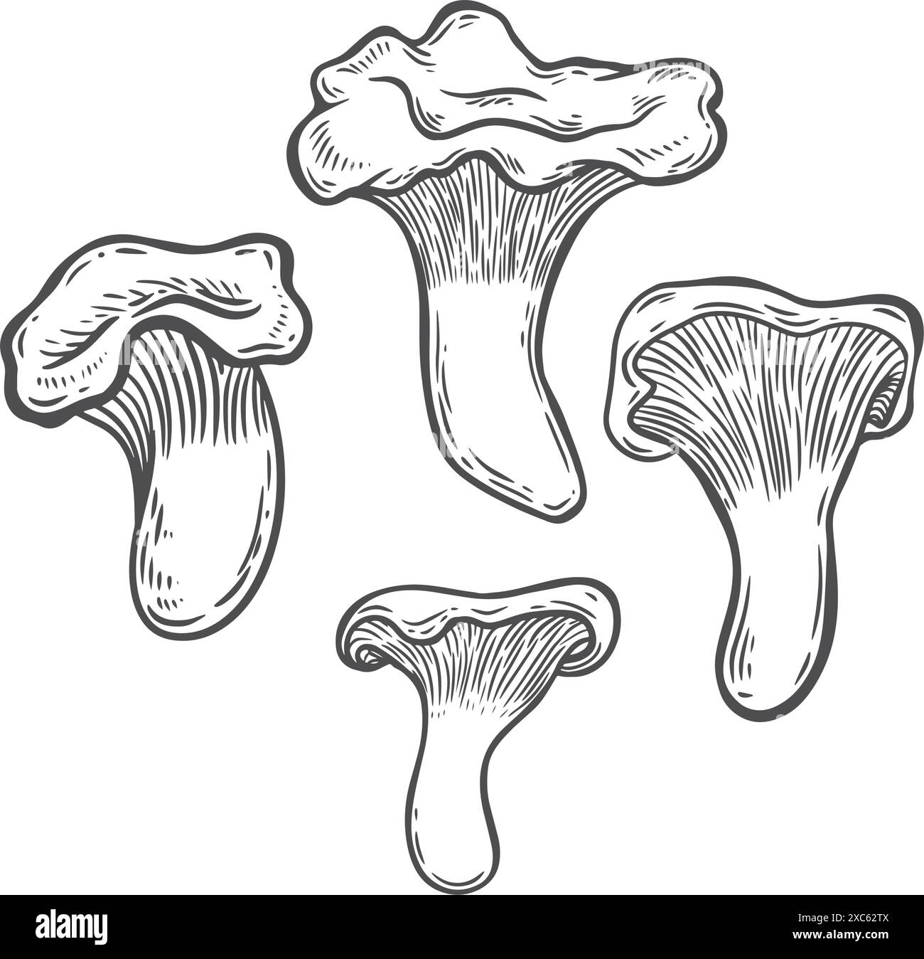 Line drawing chantarelle mushrooms vector illustration. Stock Vector