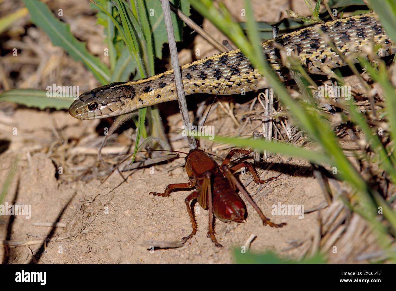 Terrestrial Garter Snake (Thamnophis elegans) and Morman Cricket at ...