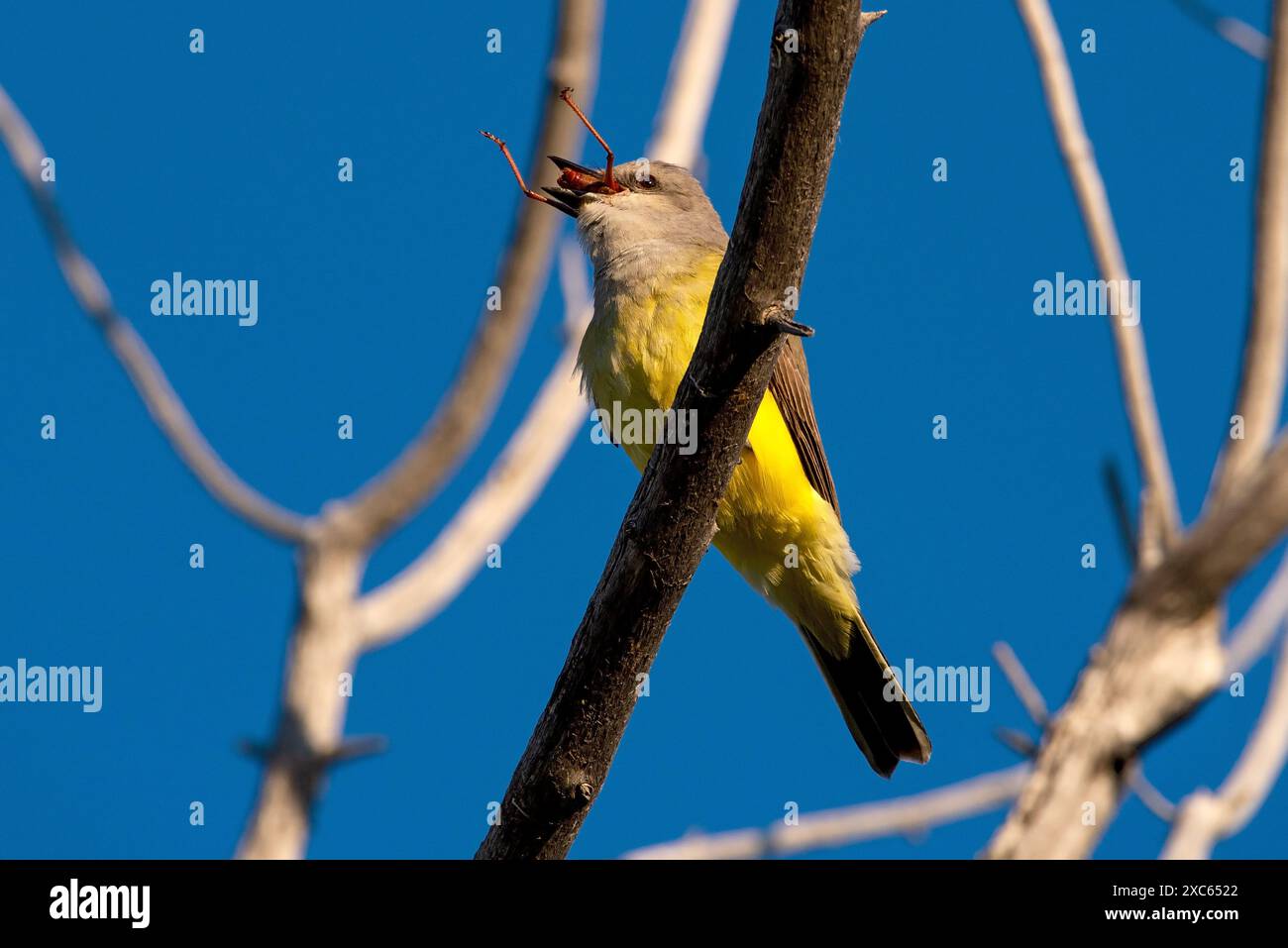 Western Kingbird eating a Morman Cricket Stock Photo