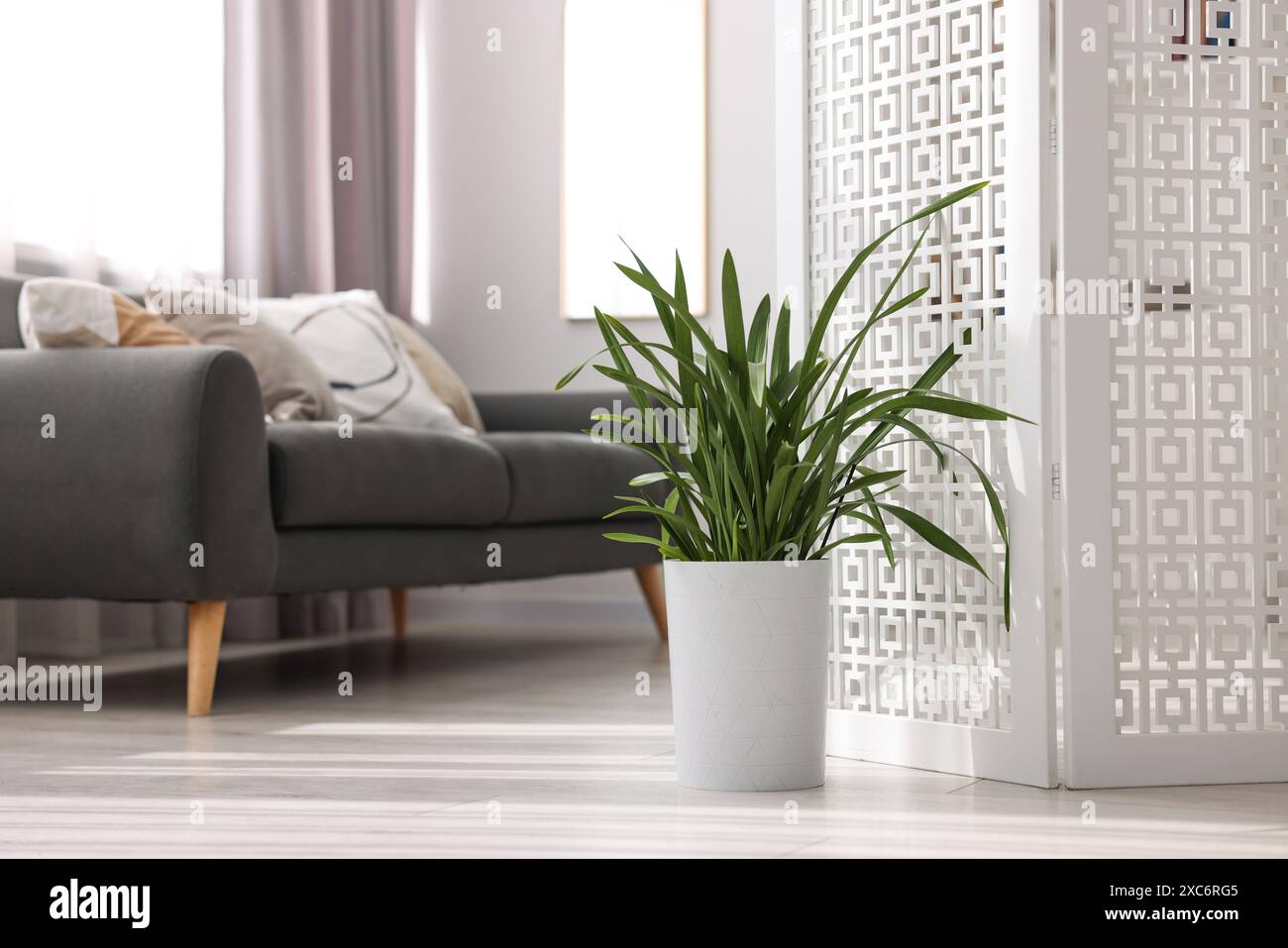 White folding screen, green houseplant and sofa in living room Stock ...