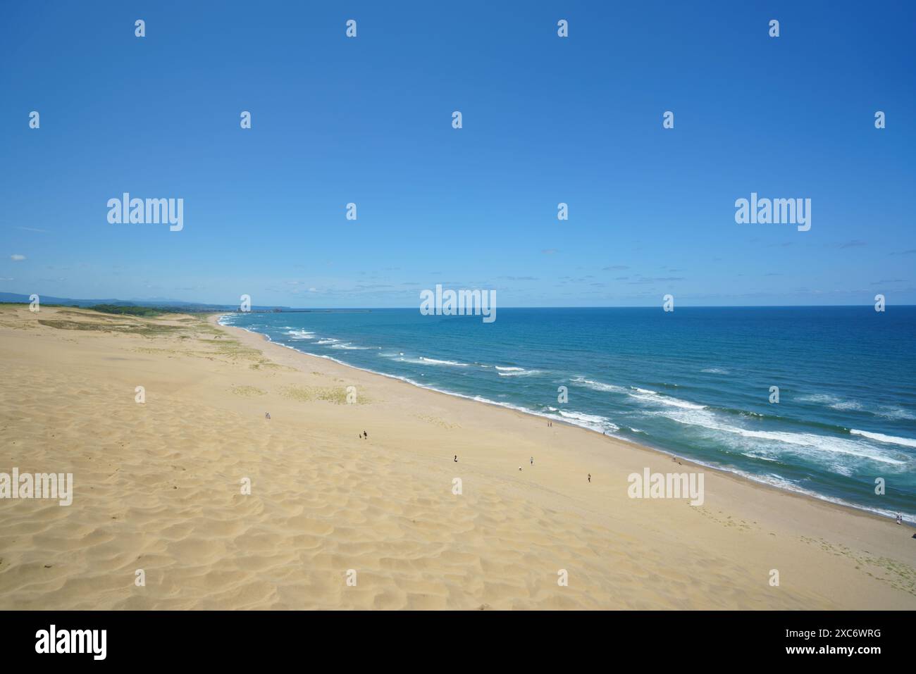 Tottori Sand Dunes landscape with rolling sand dunes under a clear, vibrant blue sky. The horizon shows the endless stretch of sand meeting the blue s Stock Photo