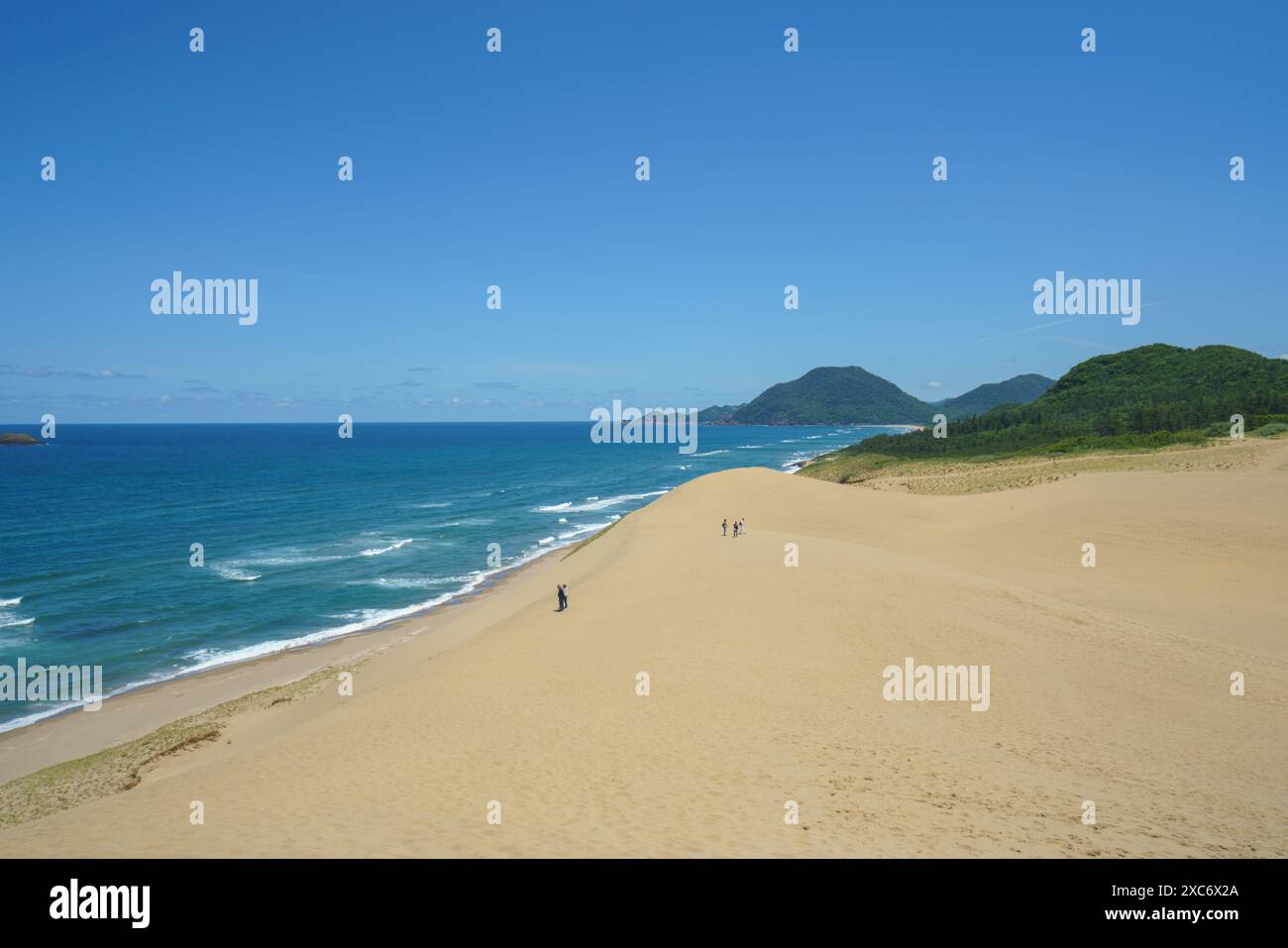 Tottori Sand Dunes landscape with rolling sand dunes under a clear, vibrant blue sky. The horizon shows the endless stretch of sand meeting the blue s Stock Photo