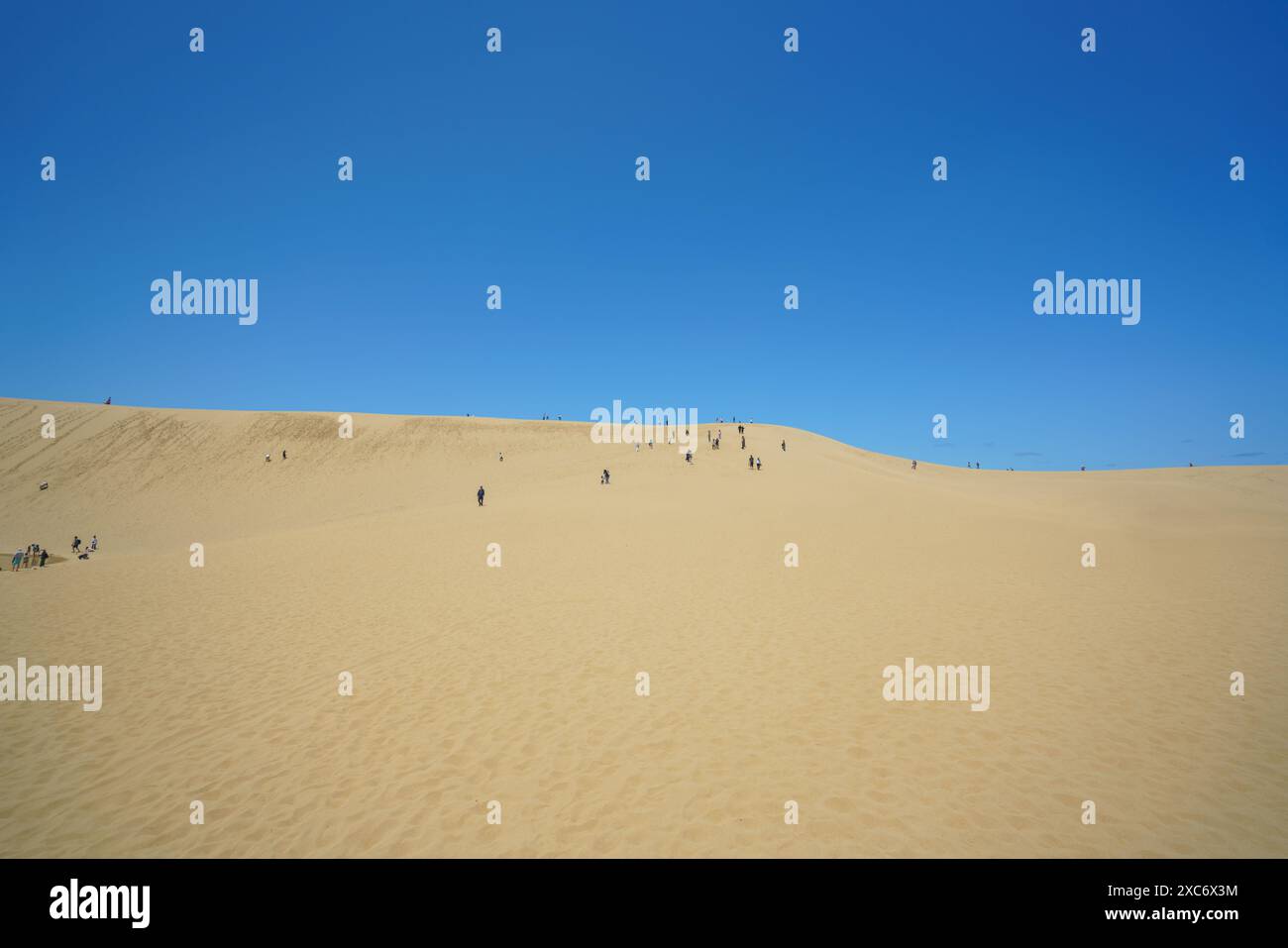 Tottori Sand Dunes landscape with rolling sand dunes under a clear, vibrant blue sky. The horizon shows the endless stretch of sand meeting the blue s Stock Photo