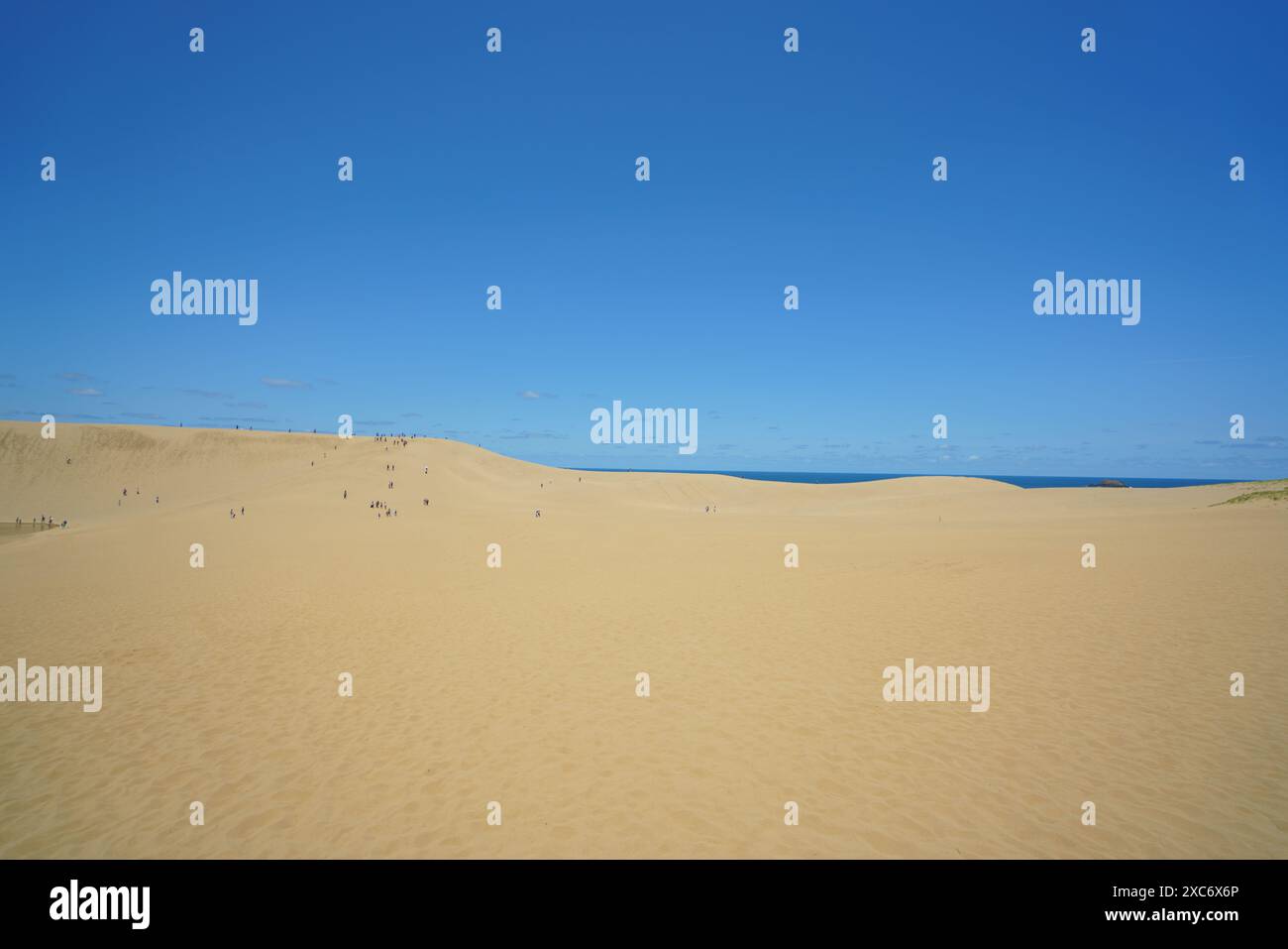 Tottori Sand Dunes landscape with rolling sand dunes under a clear, vibrant blue sky. The horizon shows the endless stretch of sand meeting the blue s Stock Photo