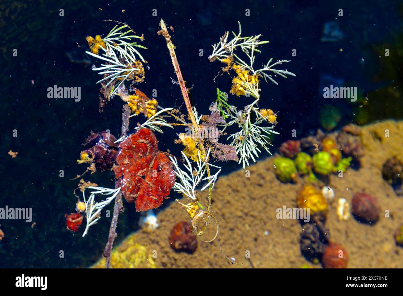 Nature morte reflection plants pond algae Stock Photo