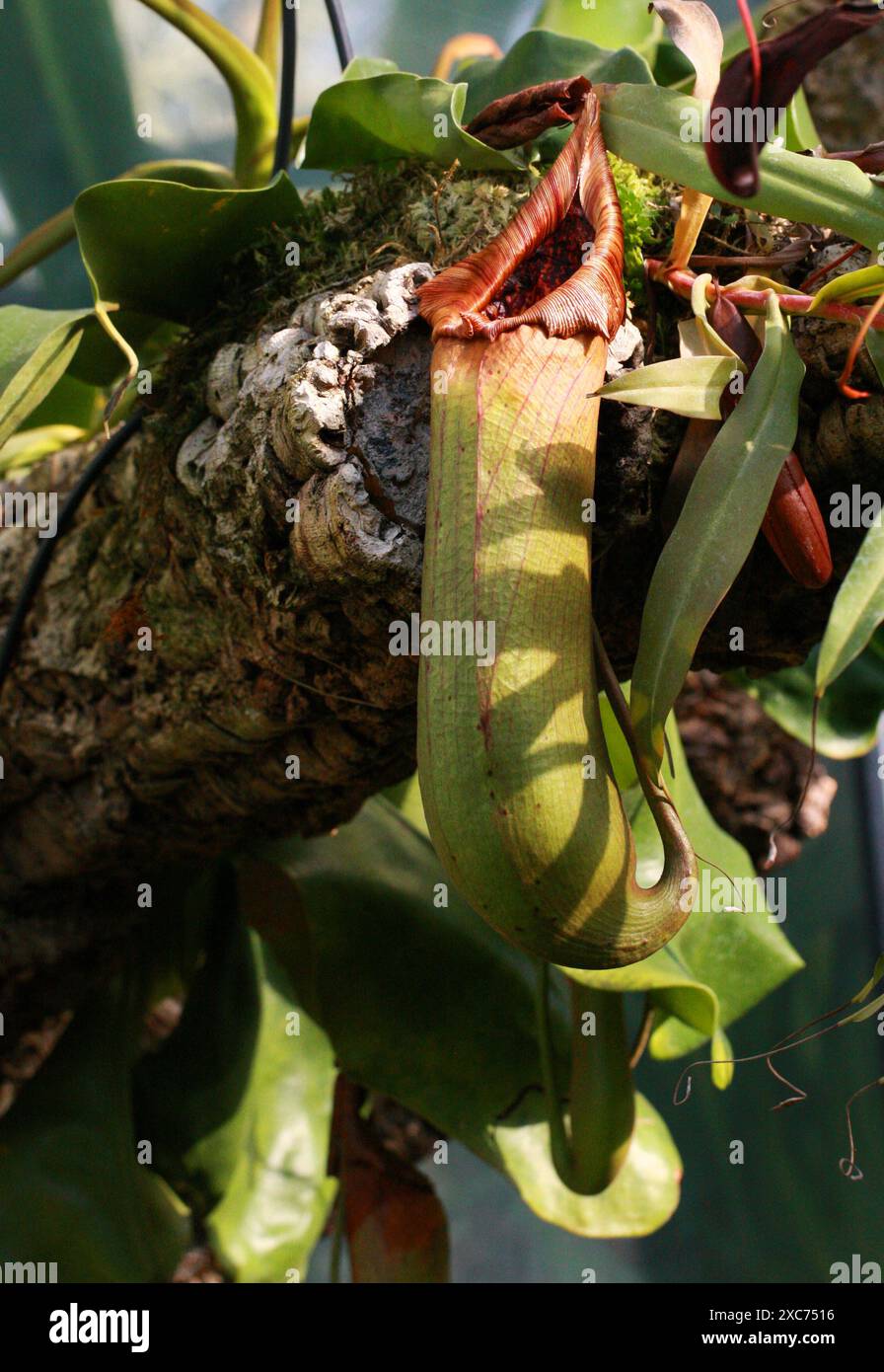 The Splendid Pitcher Plant, Nepenthes truncata, Nepenthaceae. Philippines. Stock Photo