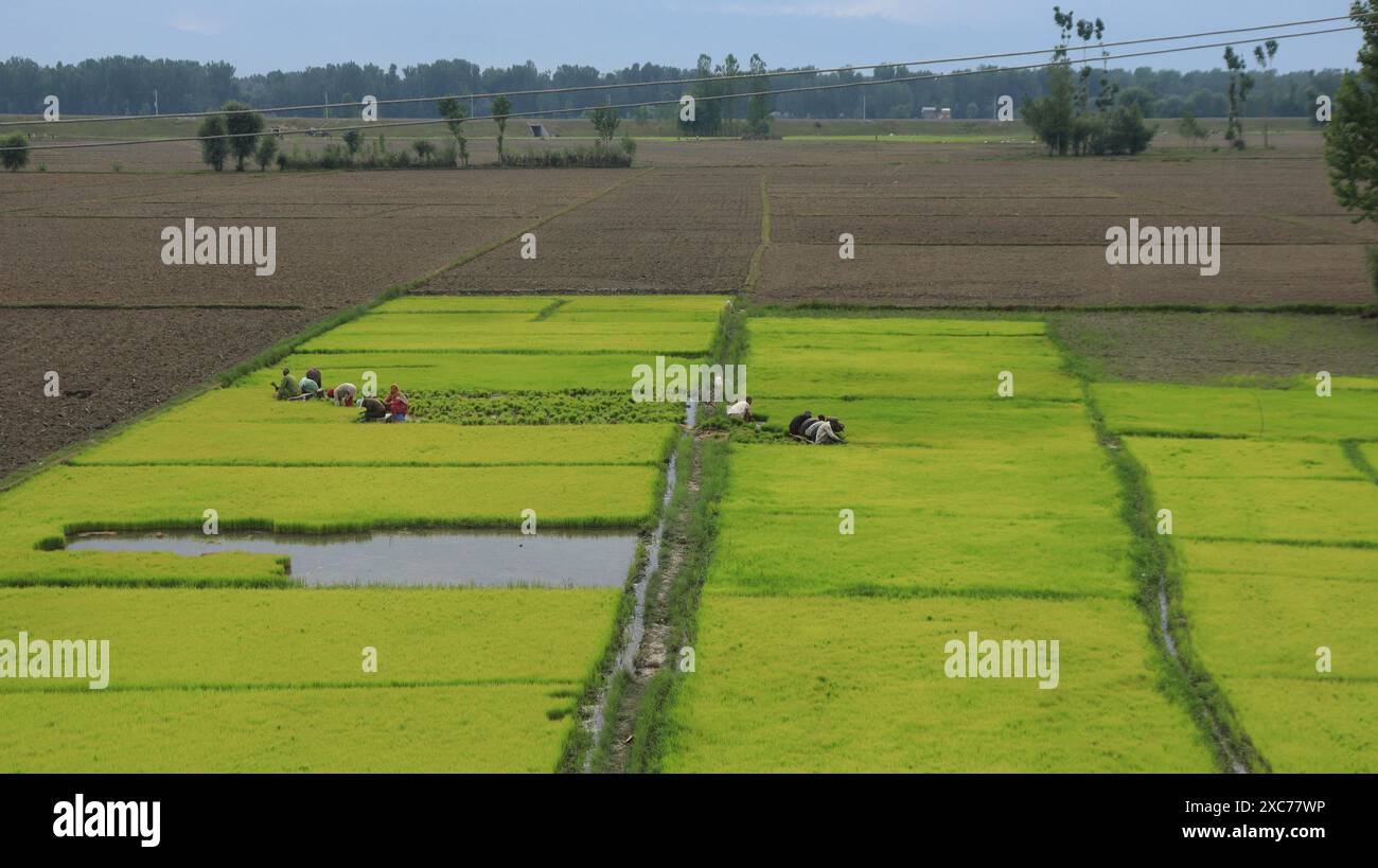 Indian farmer working in rice hi-res stock photography and images - Alamy