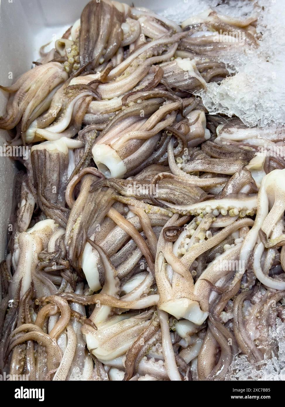 Argentine shortfin squid hi-res stock photography and images - Alamy