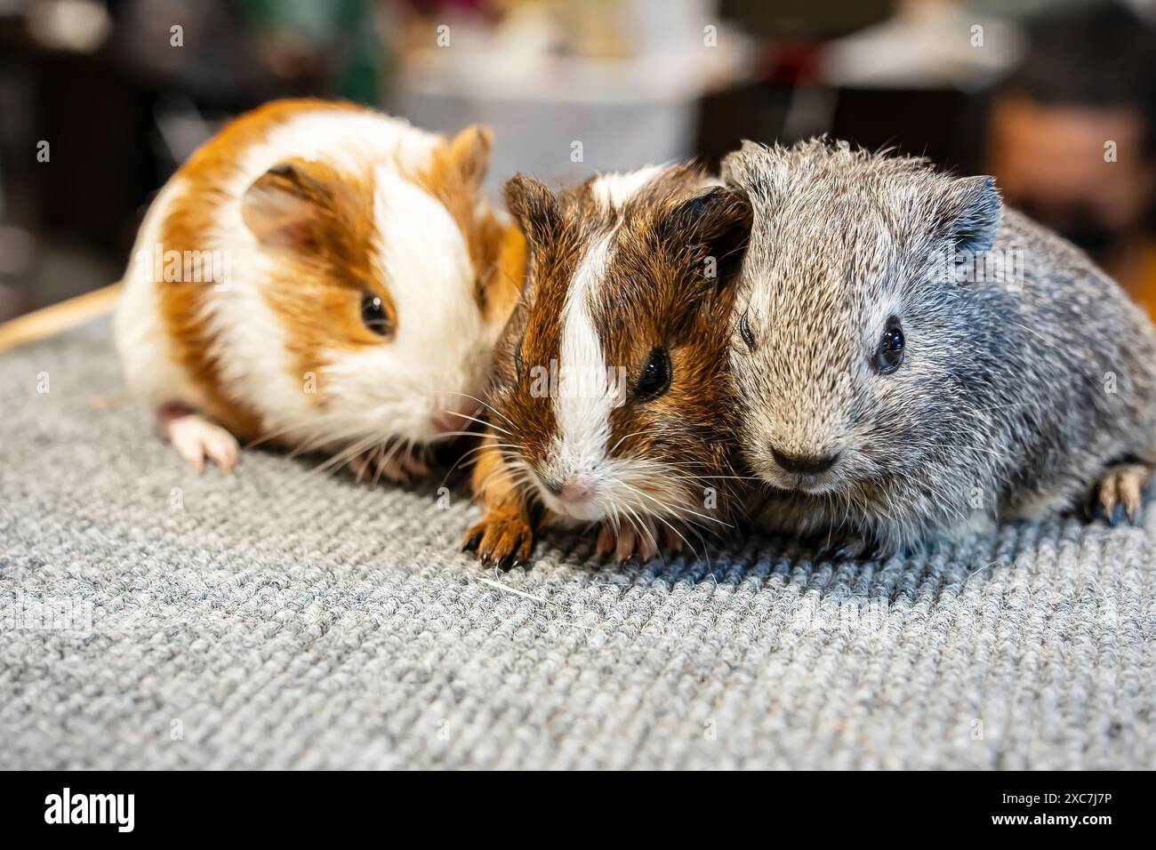 American Guinea Pig or Guinea pig or Cavy. It's cute and popular pet. Stock Photo