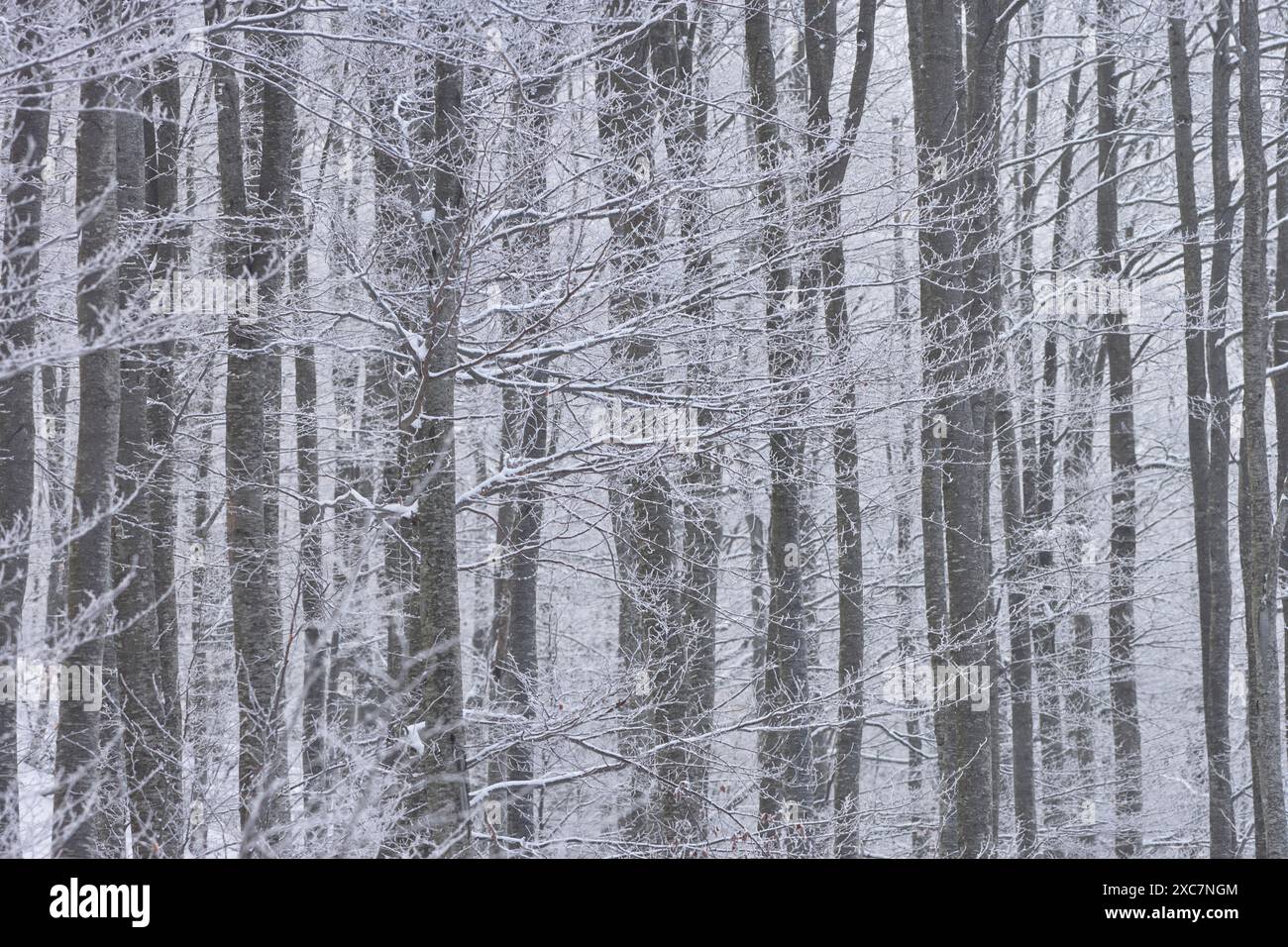 snow on beech trees in the fog Stock Photo - Alamy