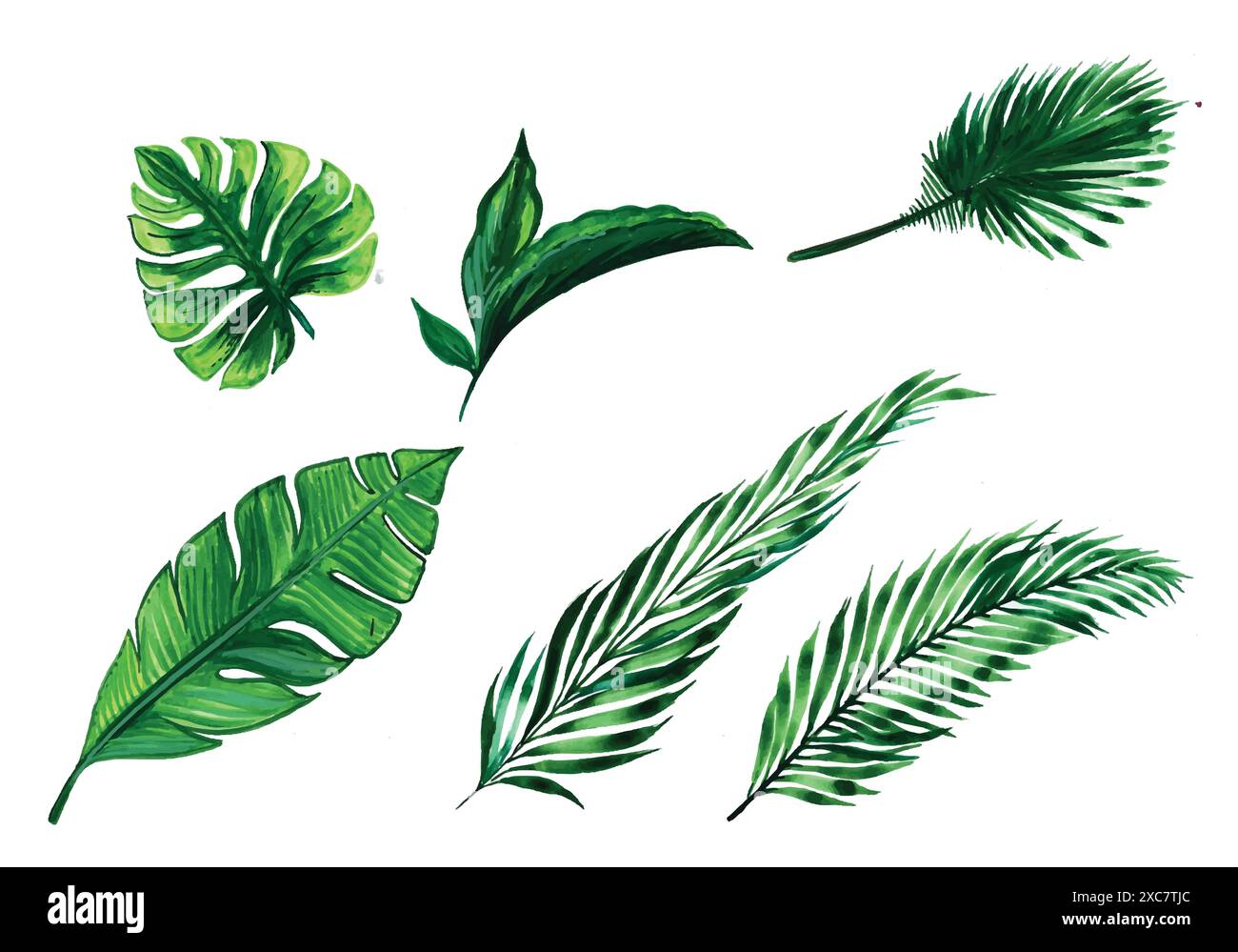 Beautiful green tropical leaves set design Stock Vector Image & Art - Alamy