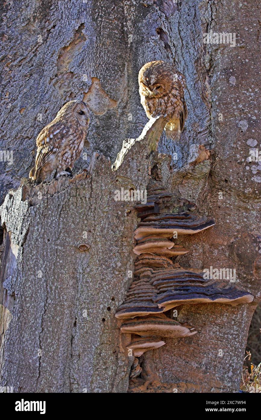 Tawny owl Strix aluco captive birds perched near fungi in decaying ...