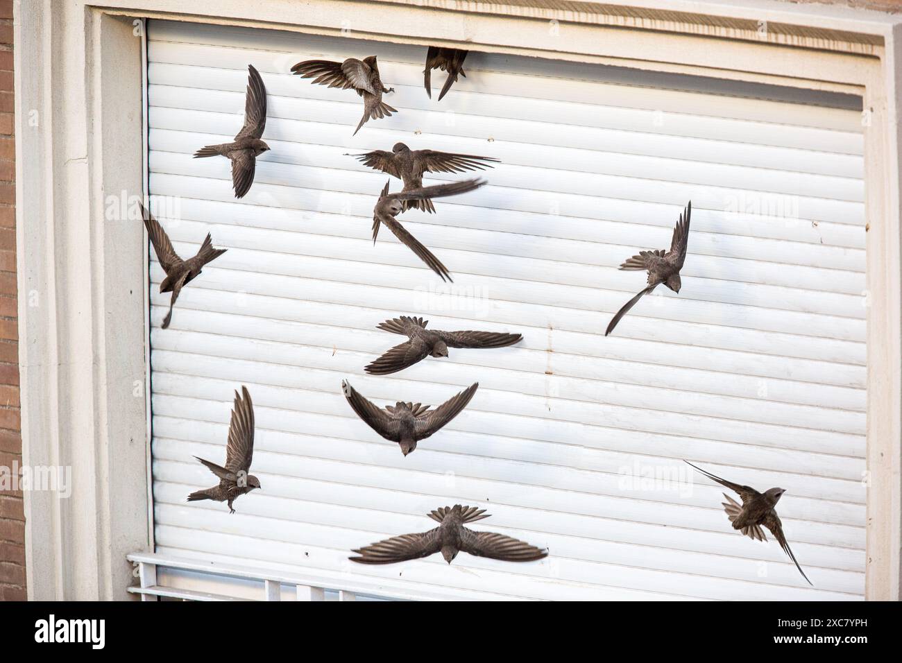 A flock of swifts flying by a closed window in Sevilla, España ...