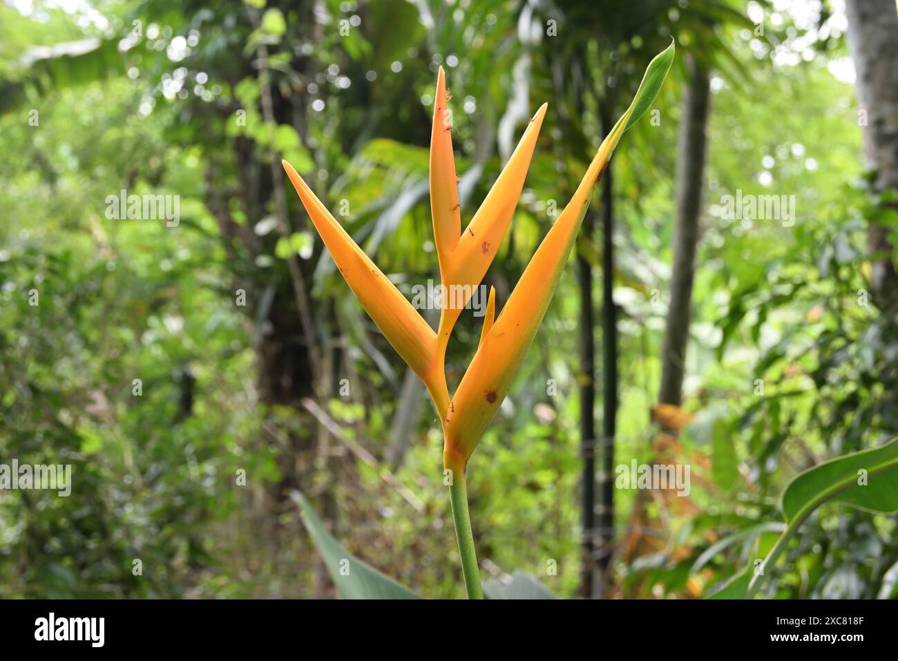 View of a yellowish orange colored false bird of paradise flower (Heliconia psittacorum) is blooming in the garden Stock Photo